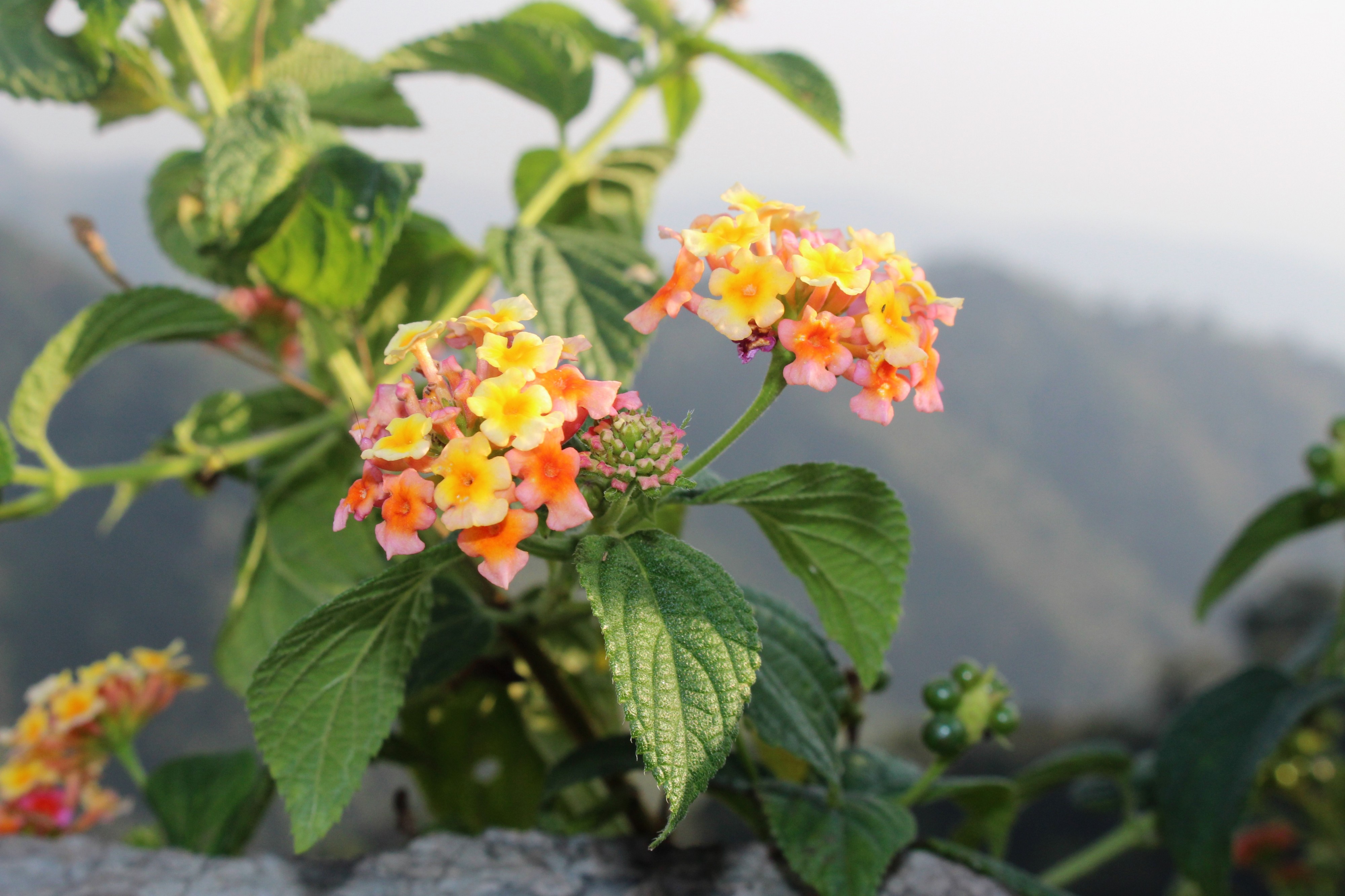 Lamiales - Lantana camara 3