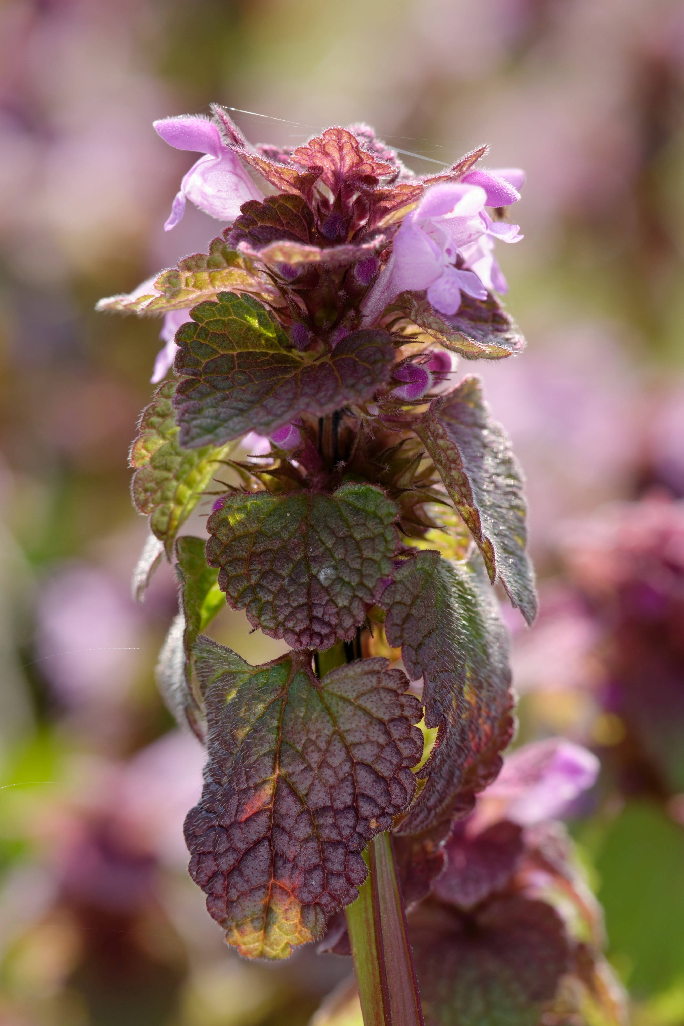 Lamium purpureum Auvergne 2013-04-03