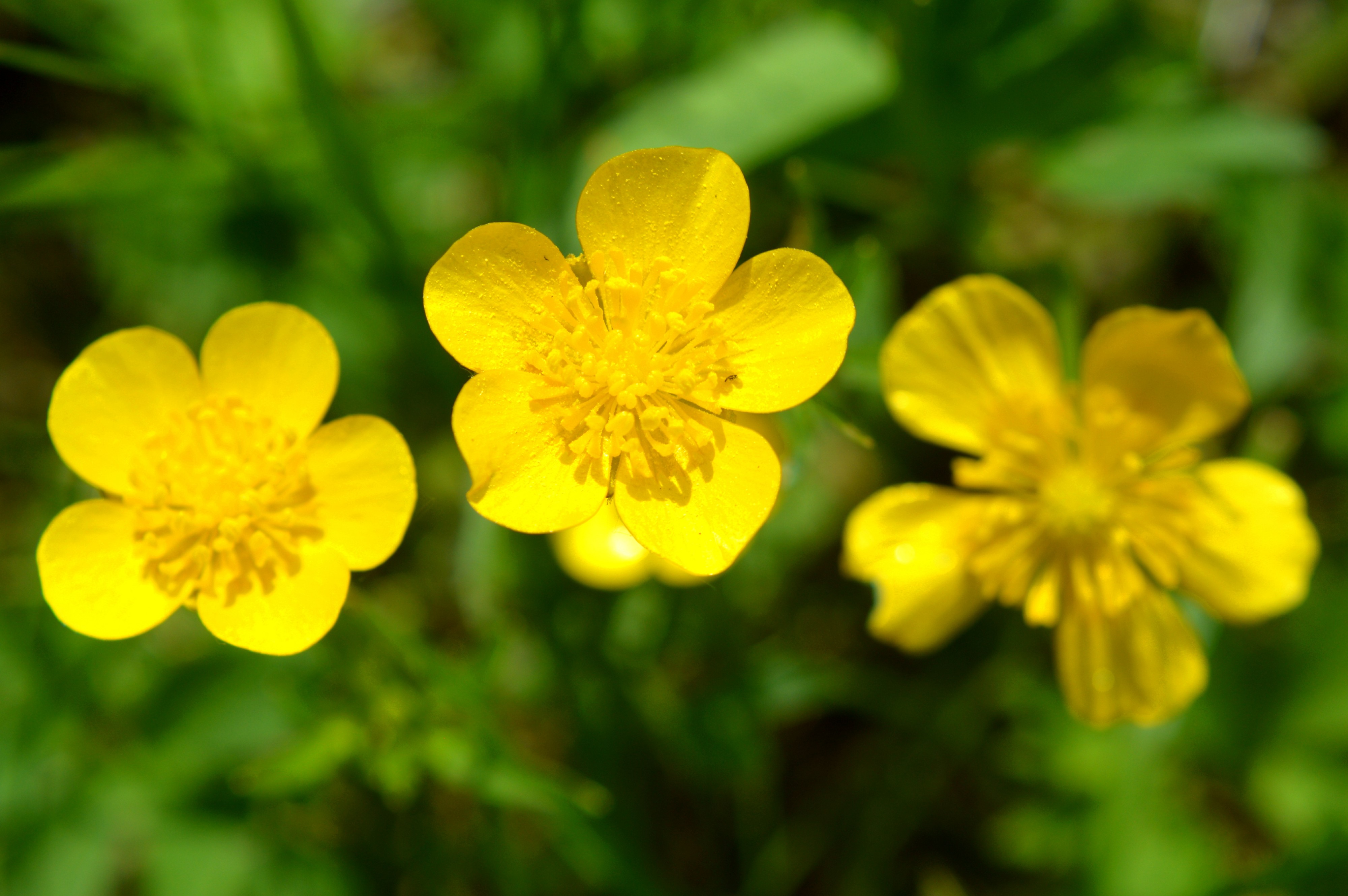 Landschaftsschutzgebiet Steinberg auf dem Kreisgebiet - Dotterblume (3)