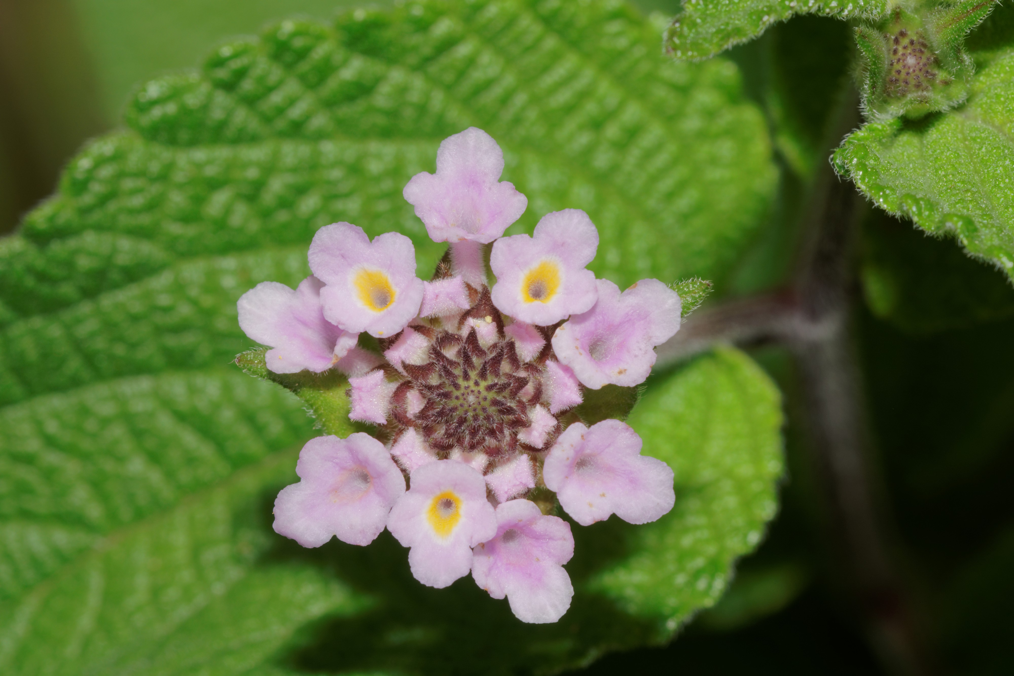 Lantana camara-Silent Valley-2016-08-14-002