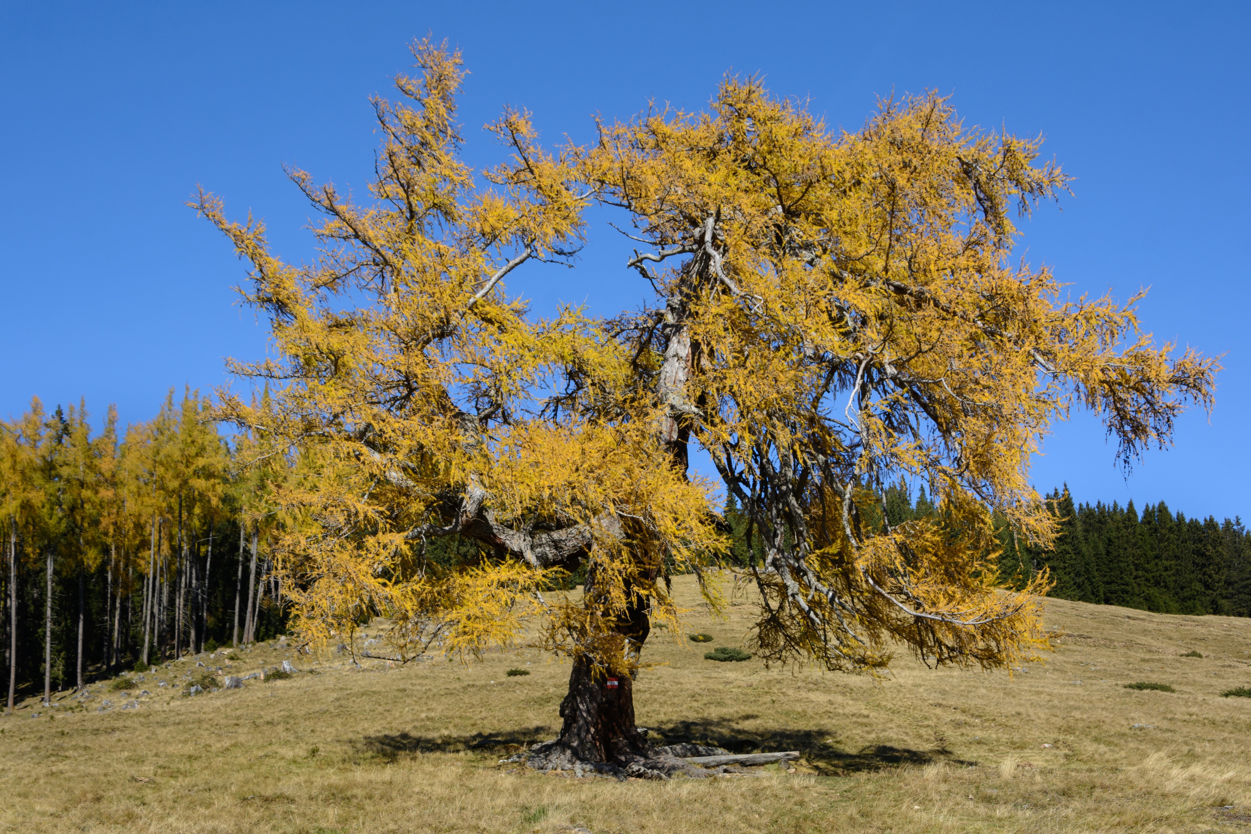 Larix decidua Seckau 20151024 02