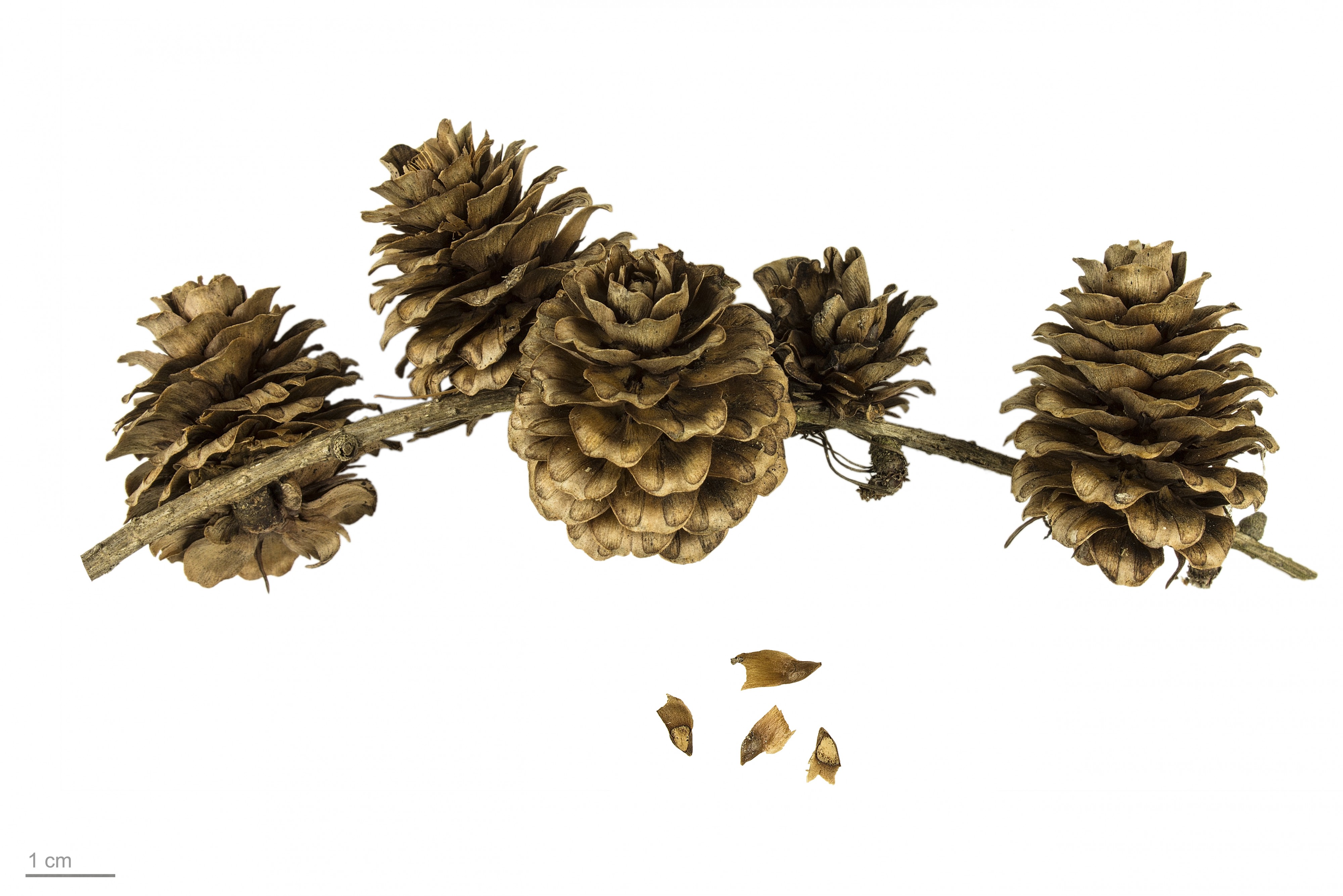 Larix kaempferi MHNT.BOT.2007.40.39