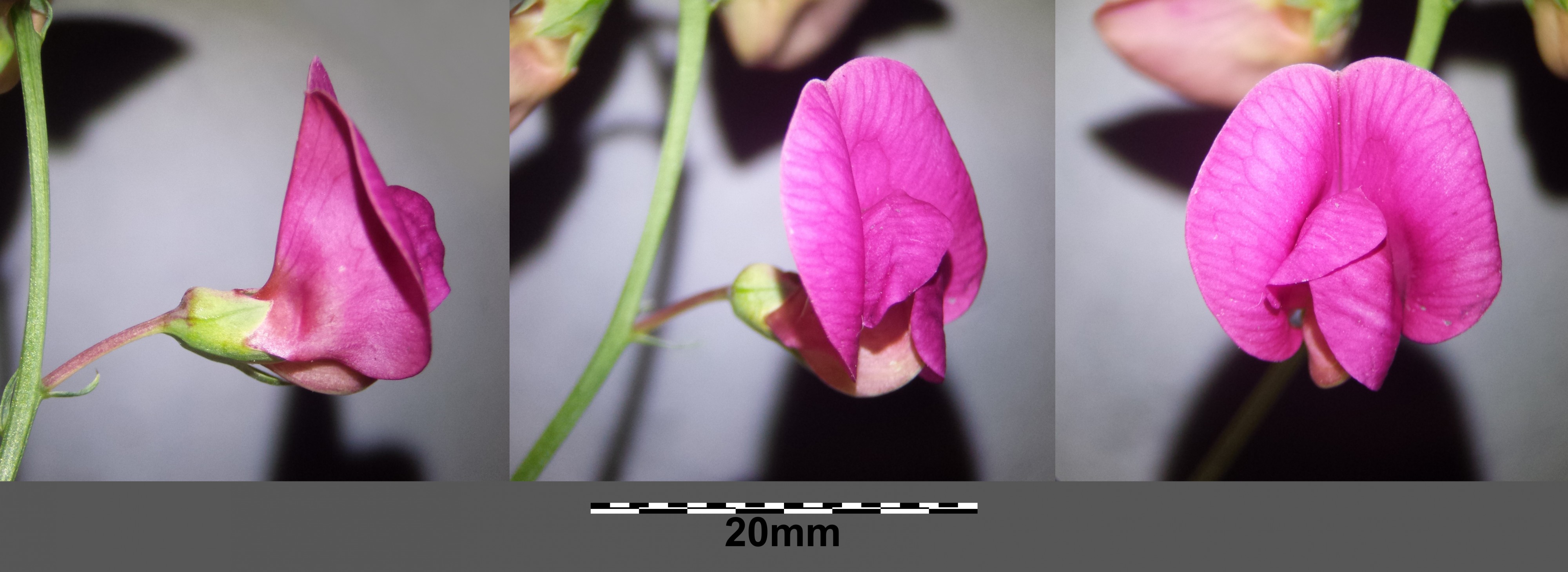 Lathyrus tuberosus sl33