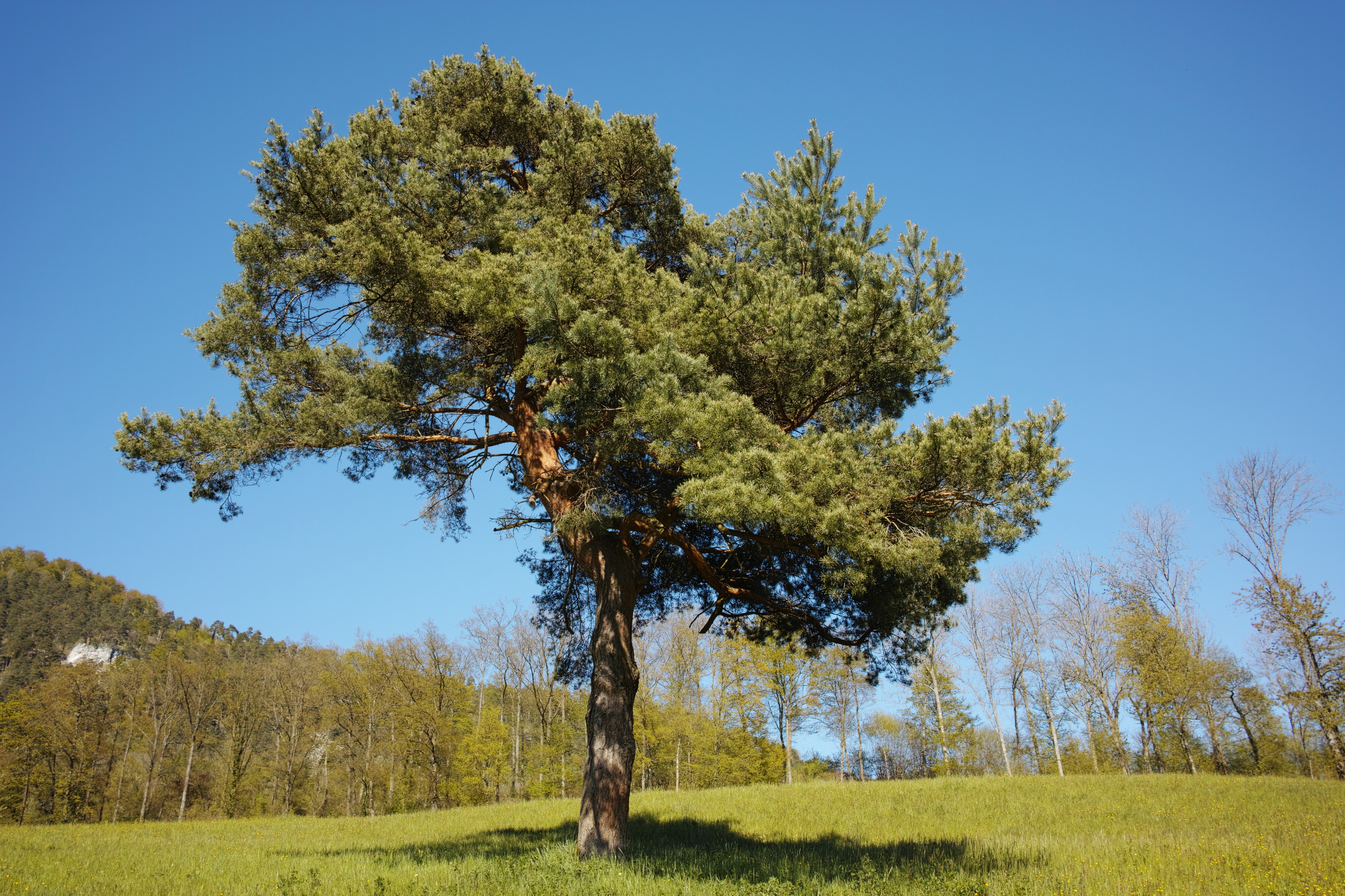 Laupersdorf Foehre Mai 2016