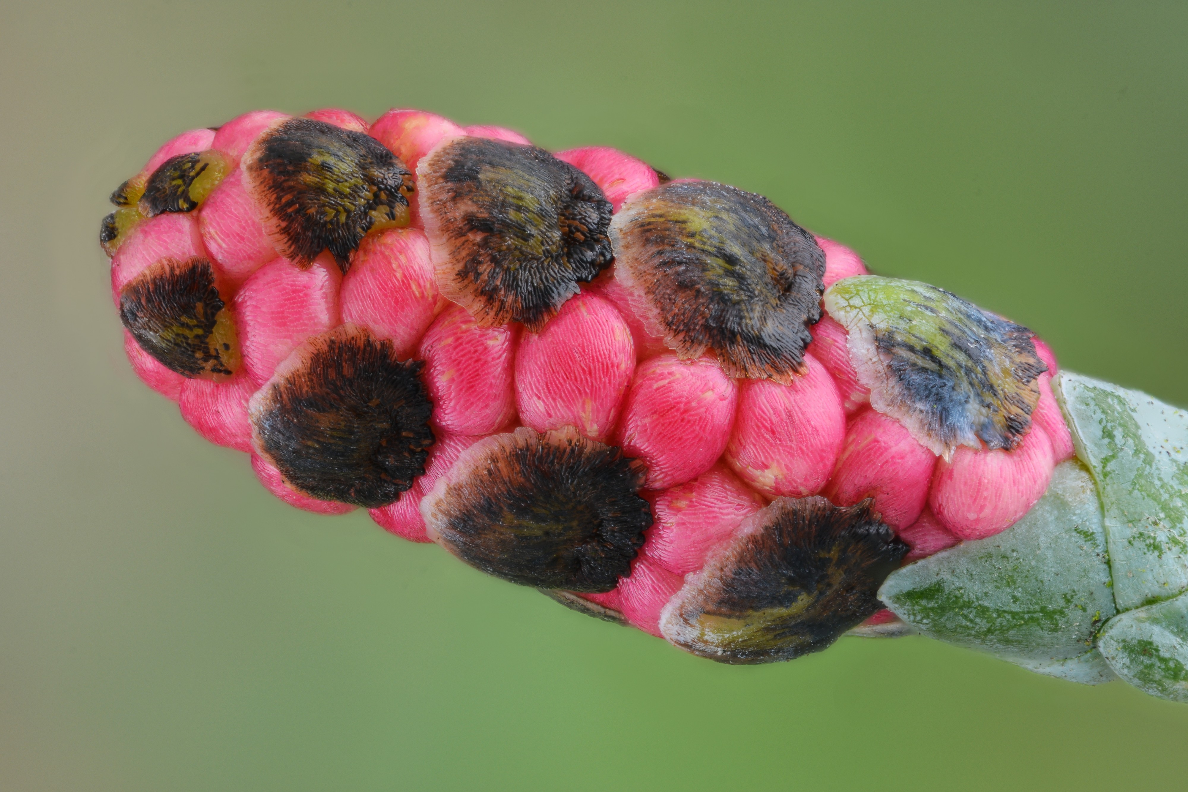 Lawson cypress male cone