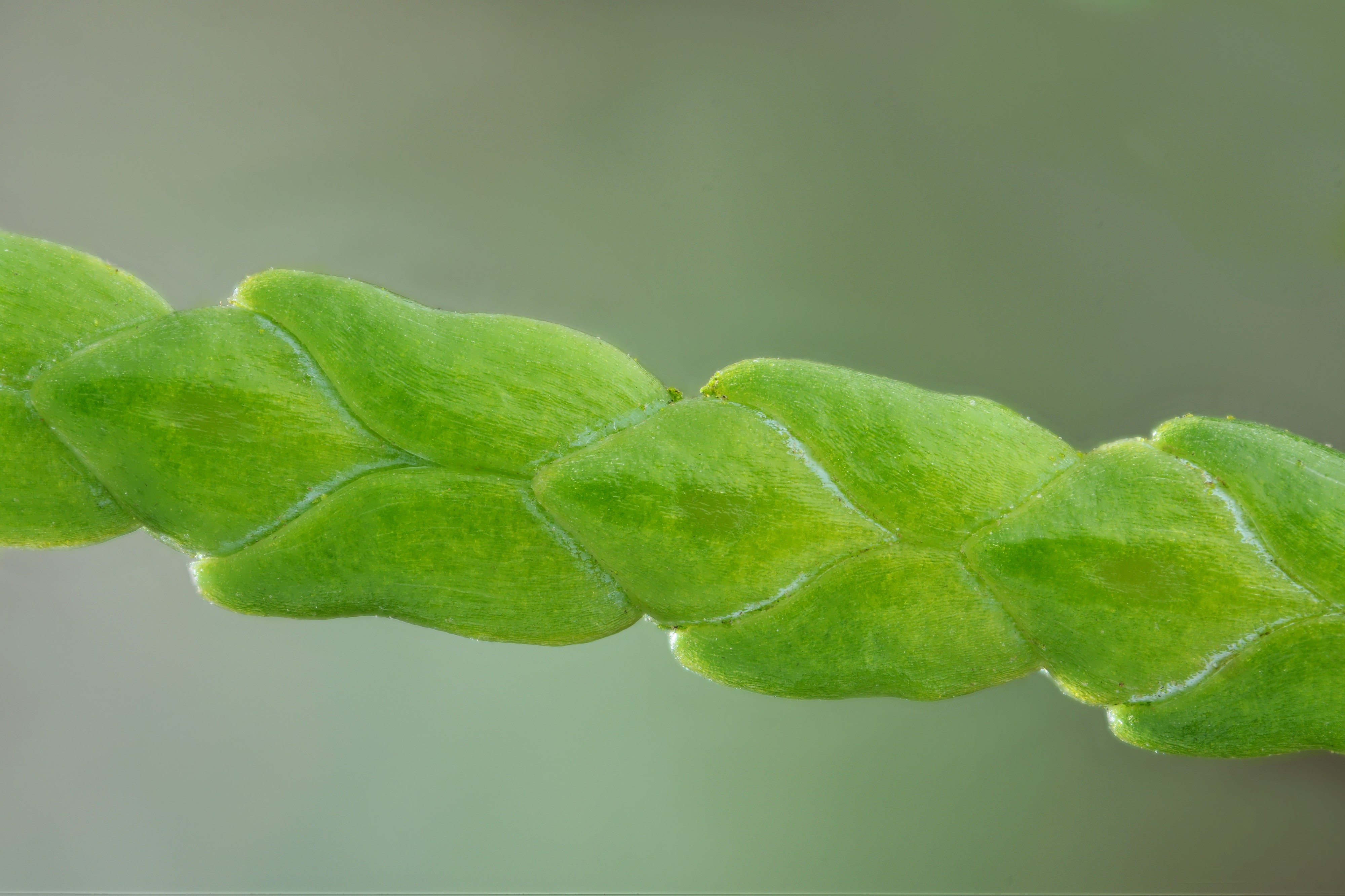 Lawson cypress shoot (31708217854) (2)