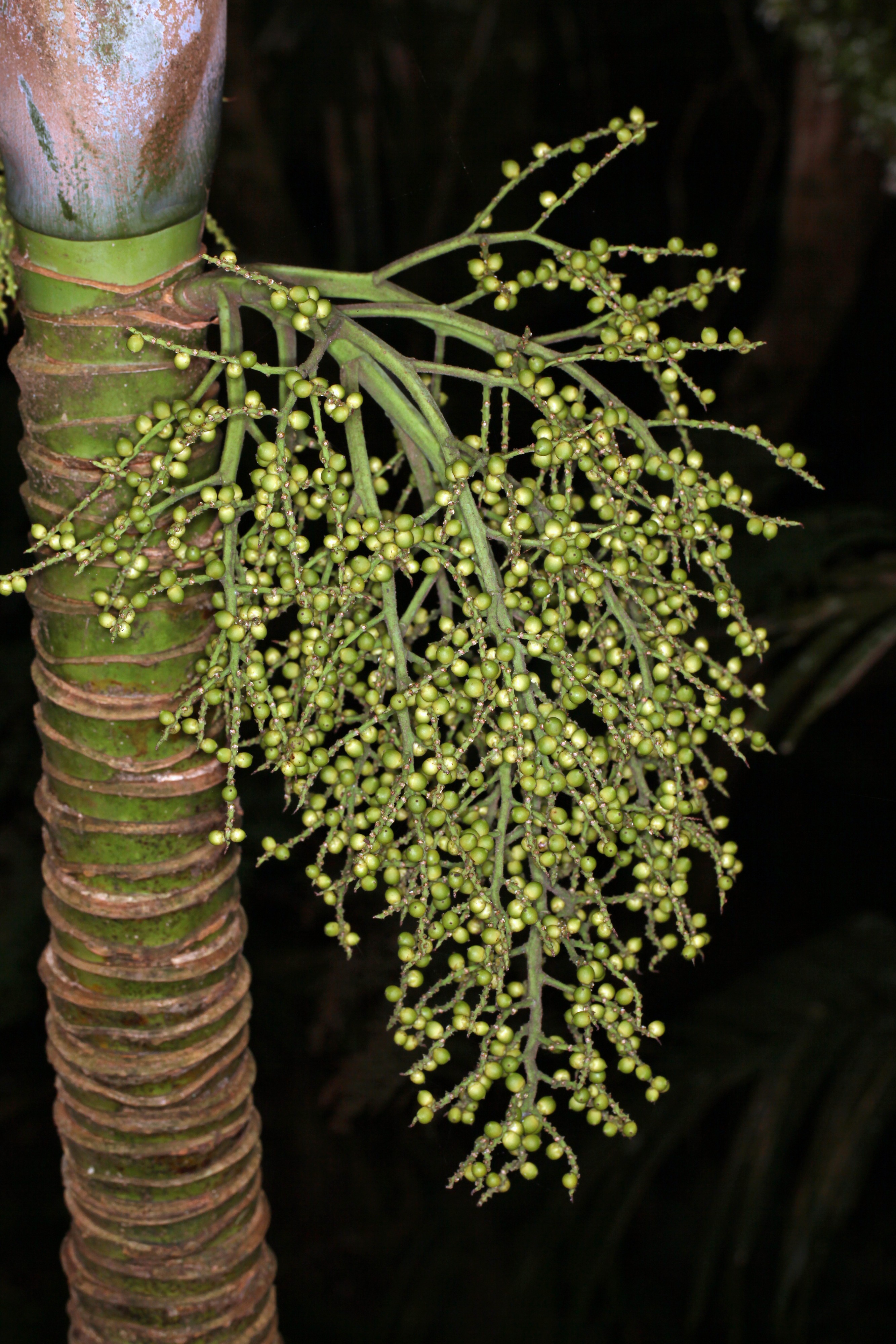 Lepidorrhachis mooreana (Little Mountain Palm) (9004064398)