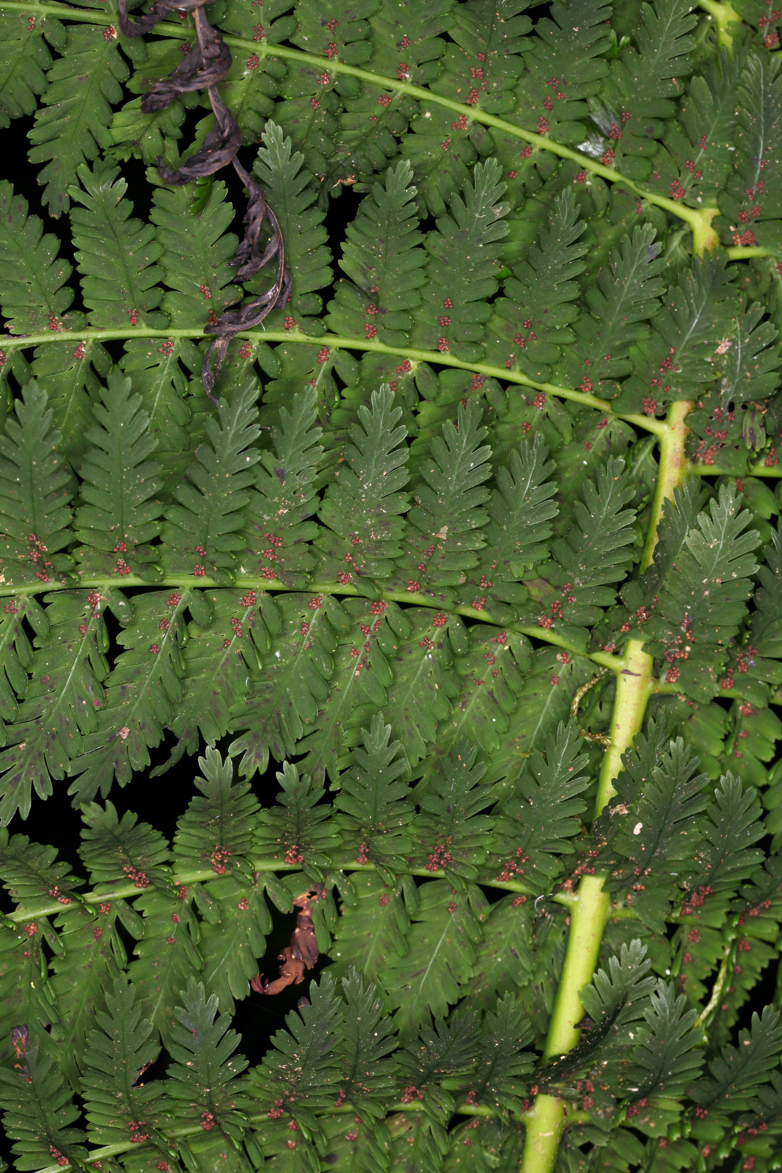 Leptopteris moorei (8908352705)