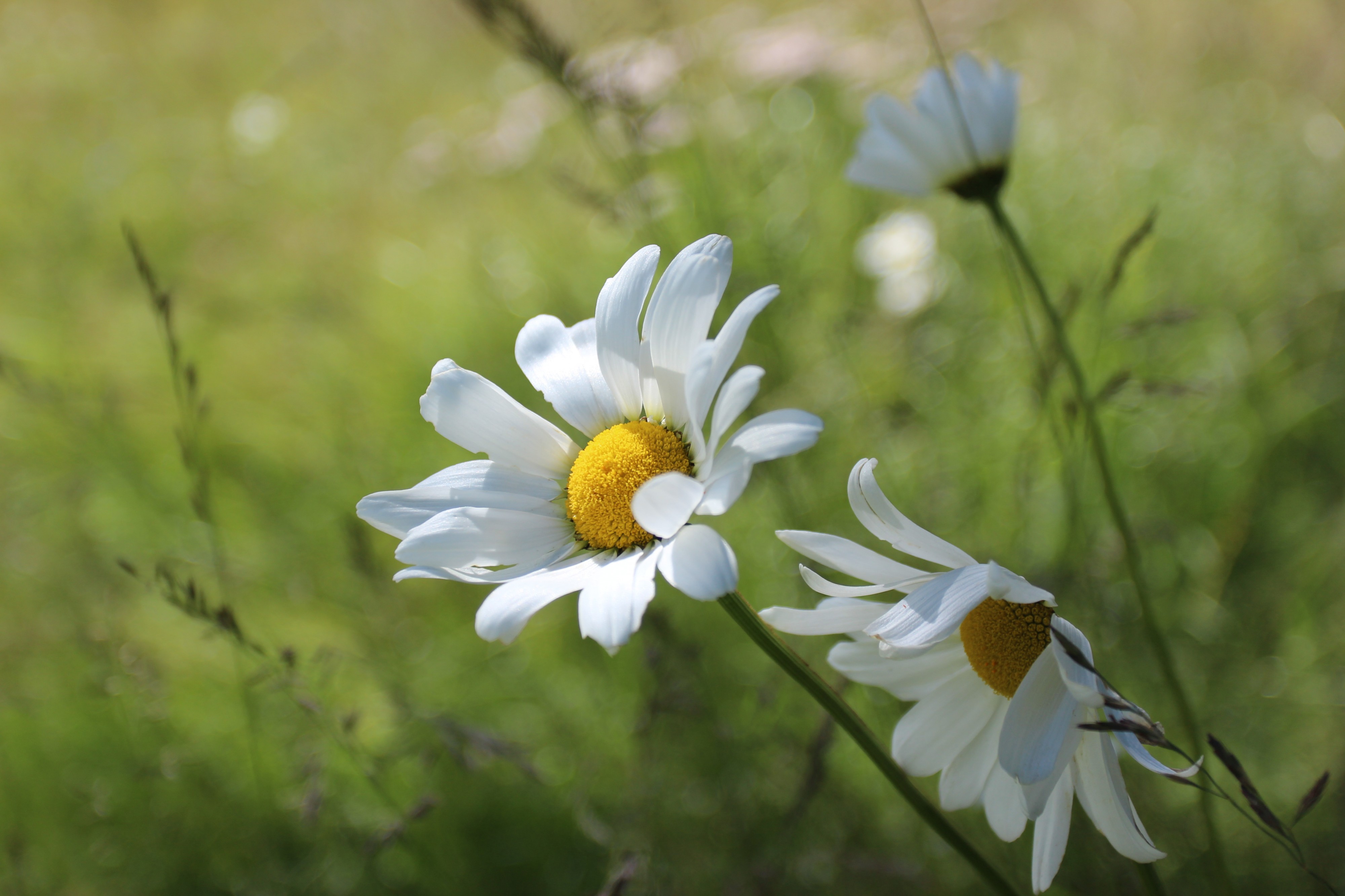 Leucanthemum vulgare 1