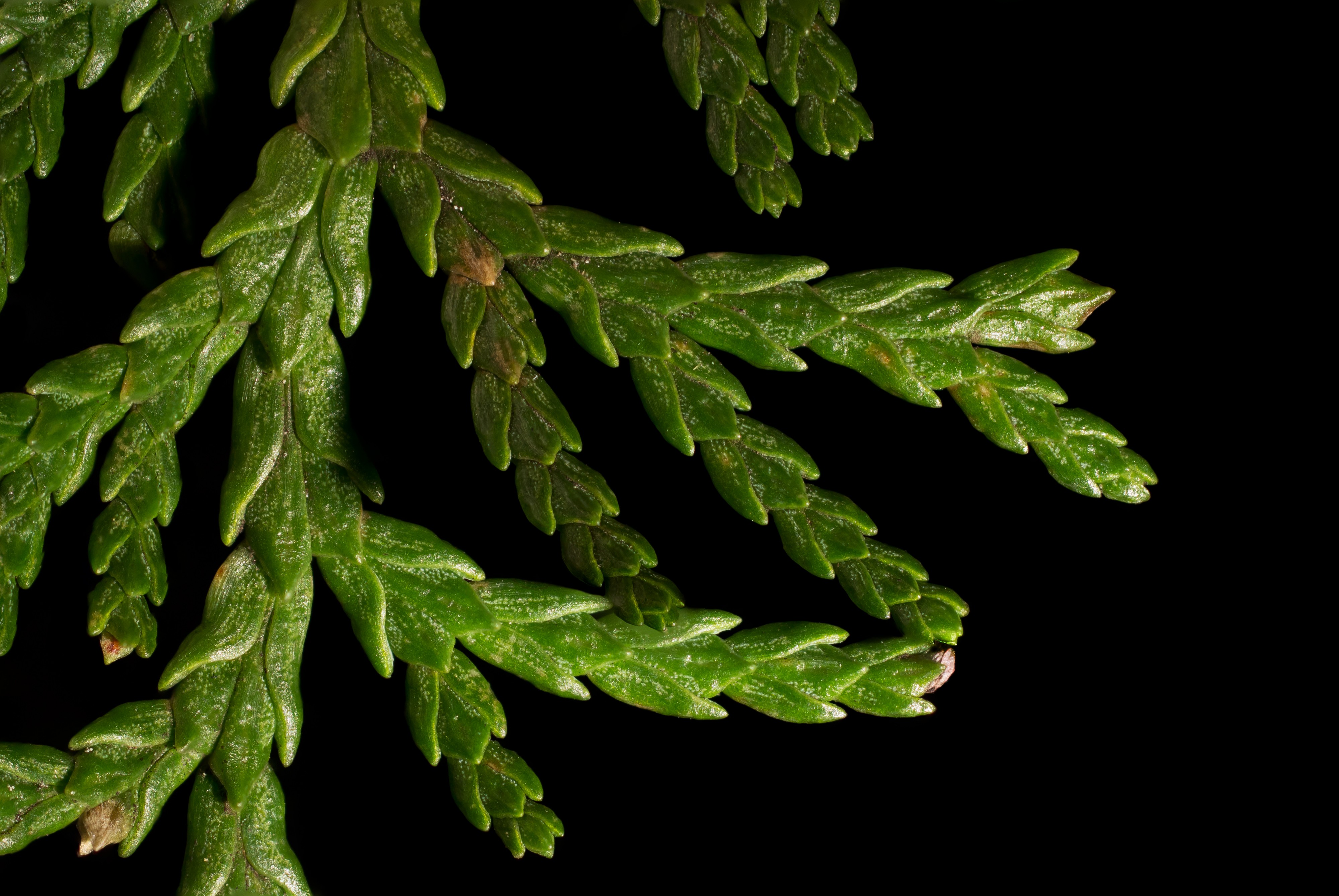 Leyland Cypress close-up (16620281318)