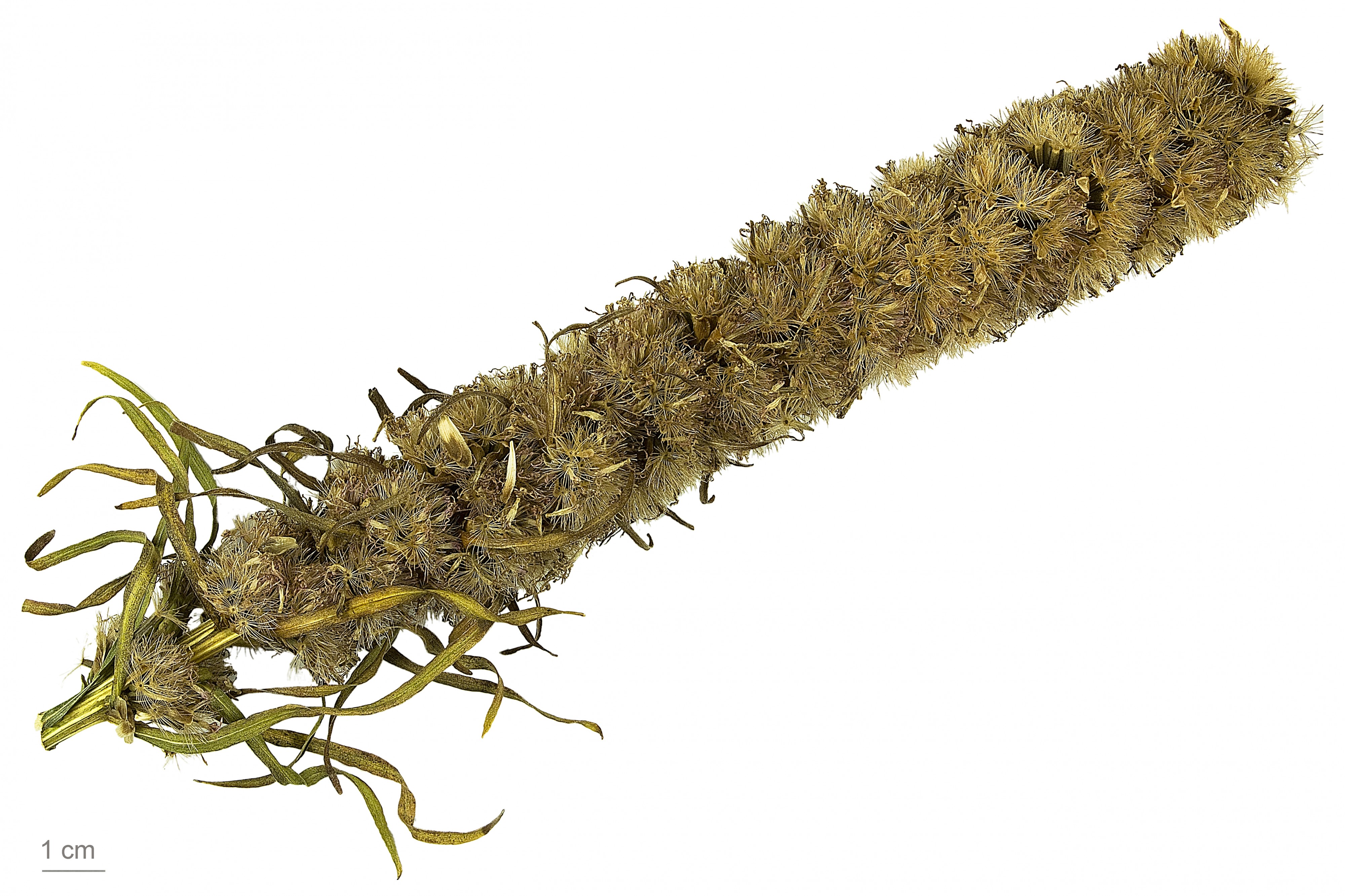 Liatris spicata MHNT.BOT.2012.10.32