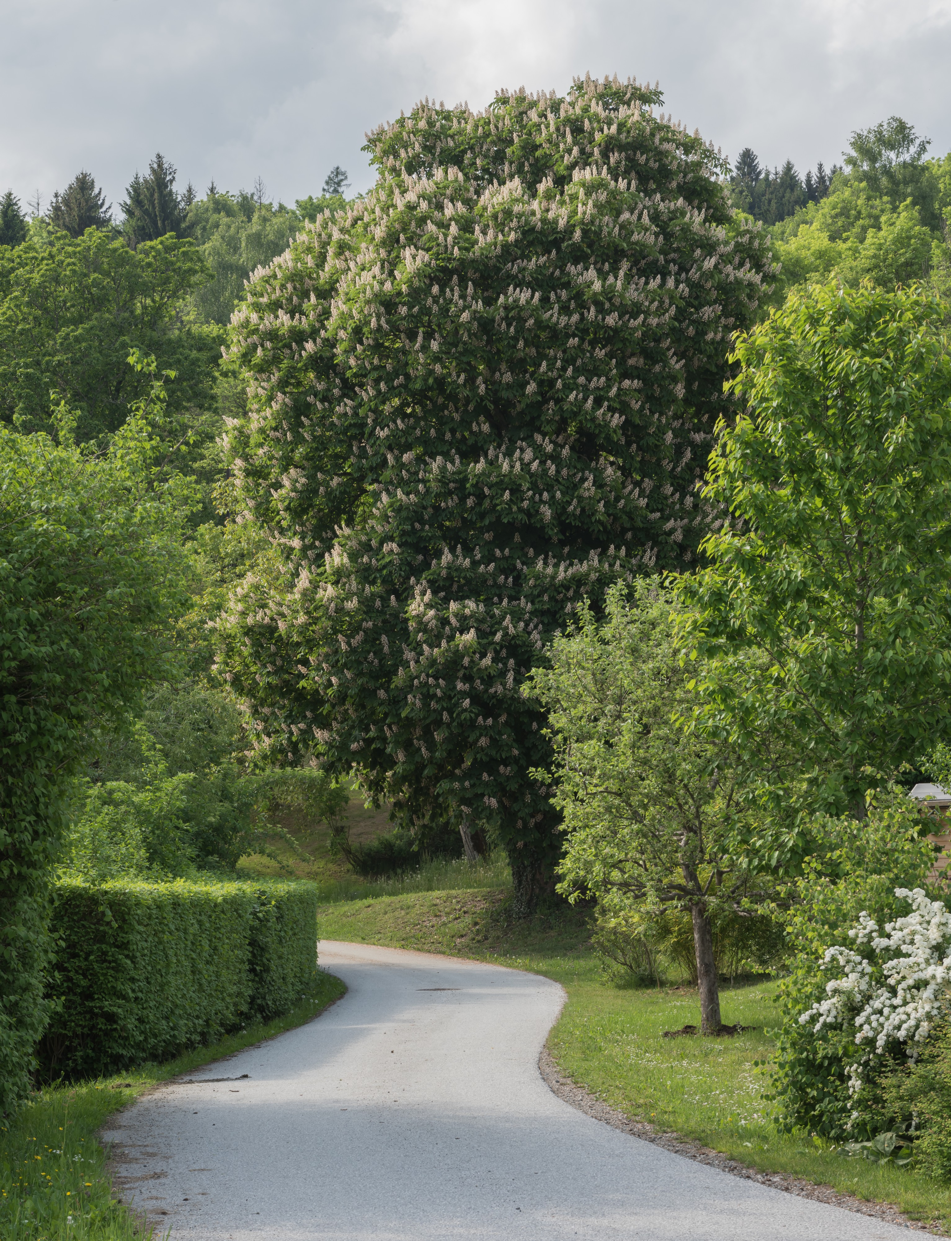 Liebenfels Liemberg Kastanienbaum 17052015 3782