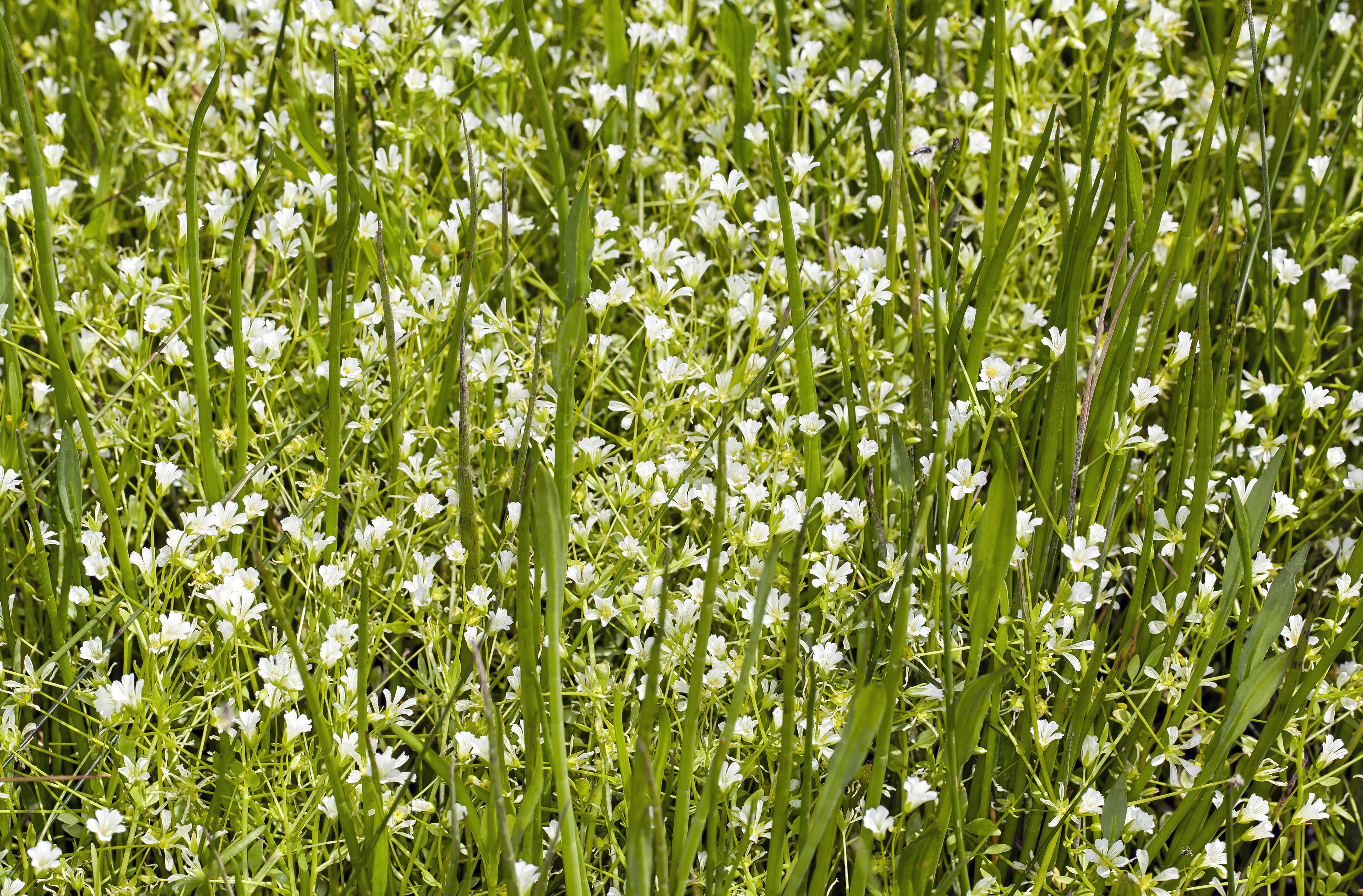 Limnanthes bakeri (Baker's meadowfoam) (7228063212)