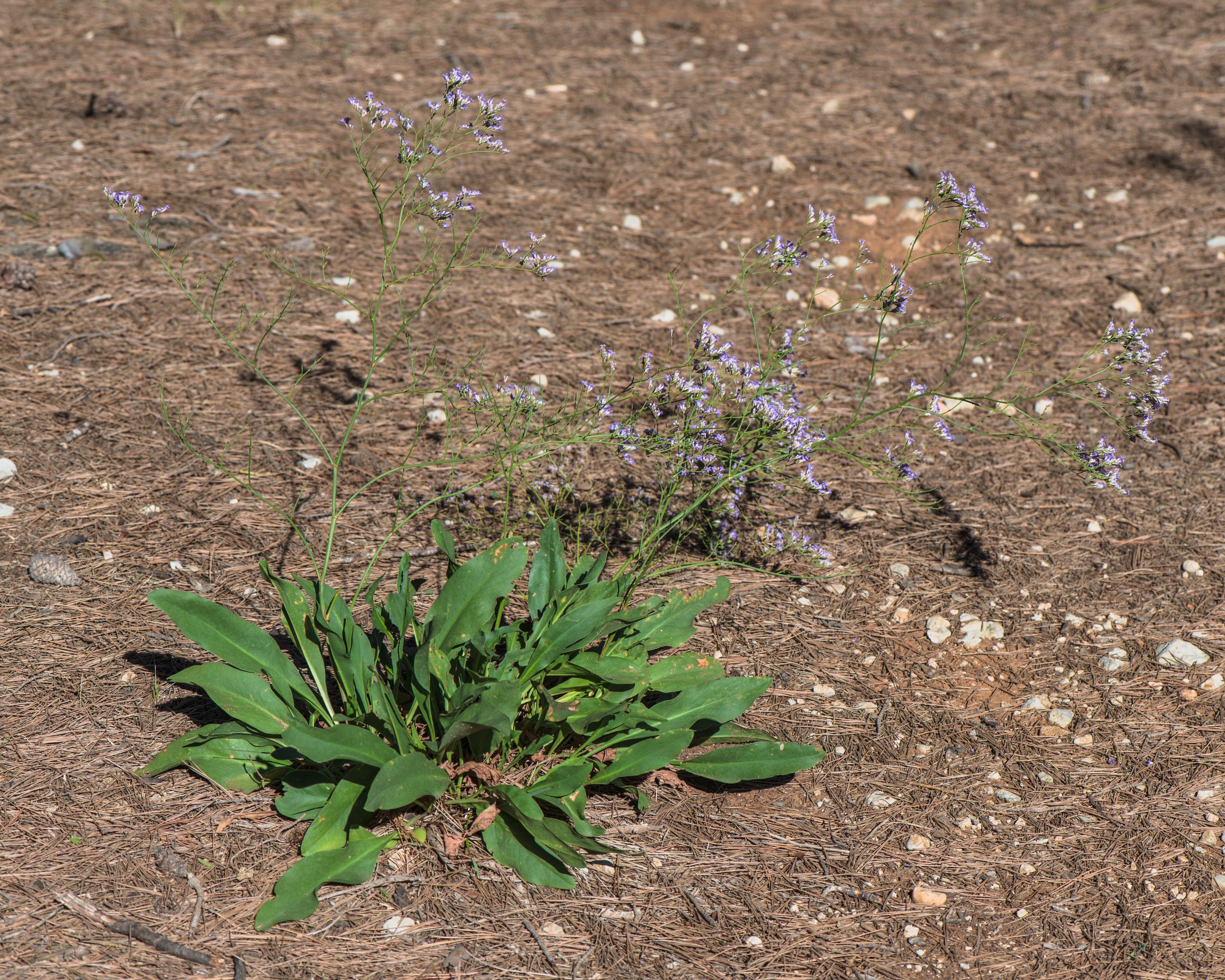 Limonium vulgare narbonense, Vic-la-Gardiole03