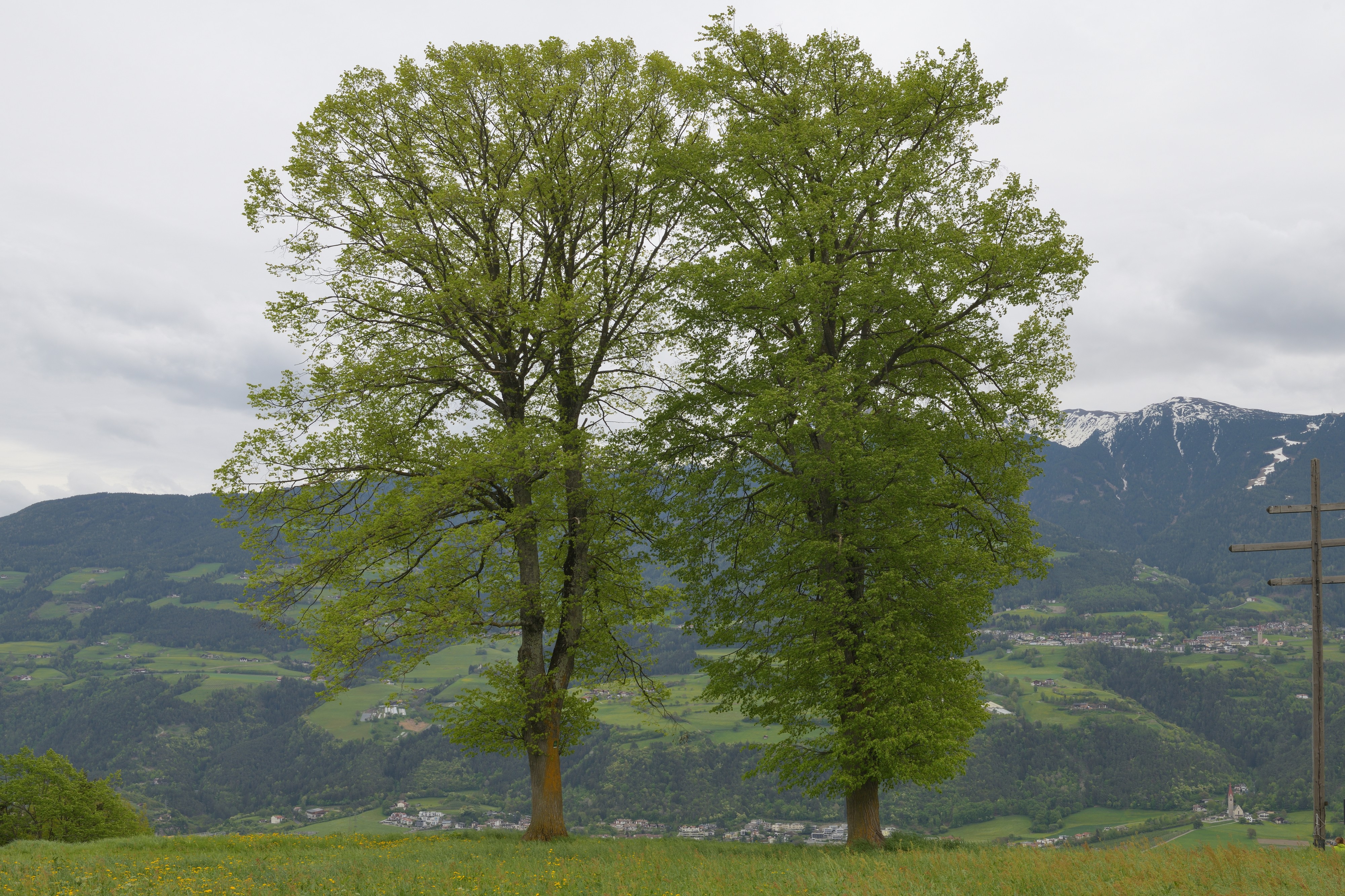 Linden Pinzagen Brixen