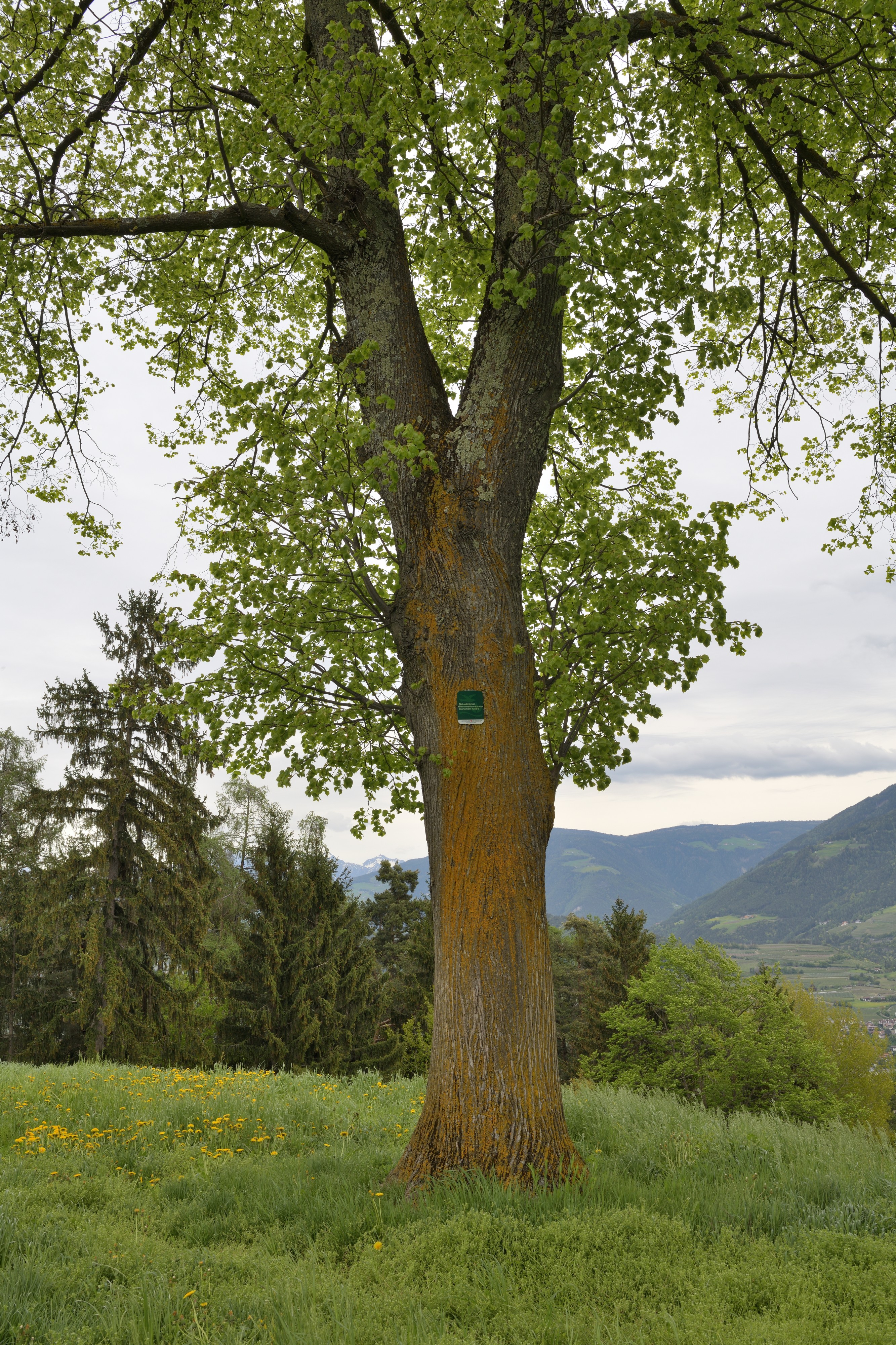 Linden Pinzagen Brixen Tafel