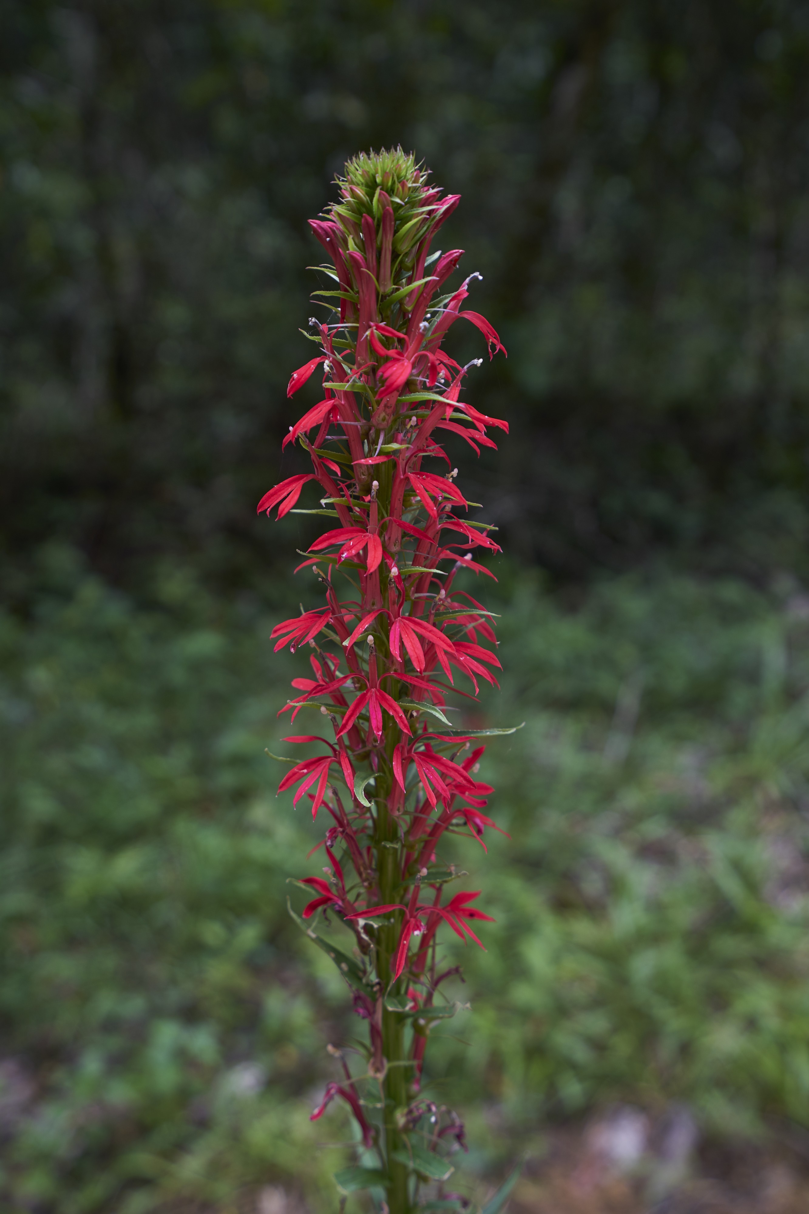 Lobelia cardinalis Belize 1