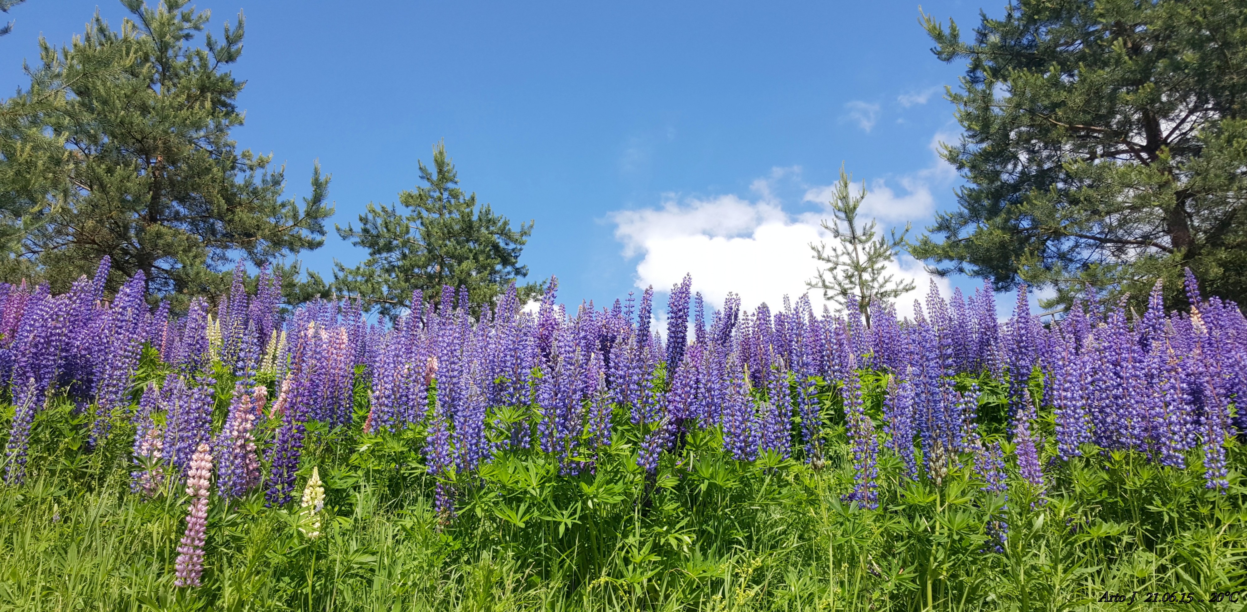 Lupin Sky.... - panoramio