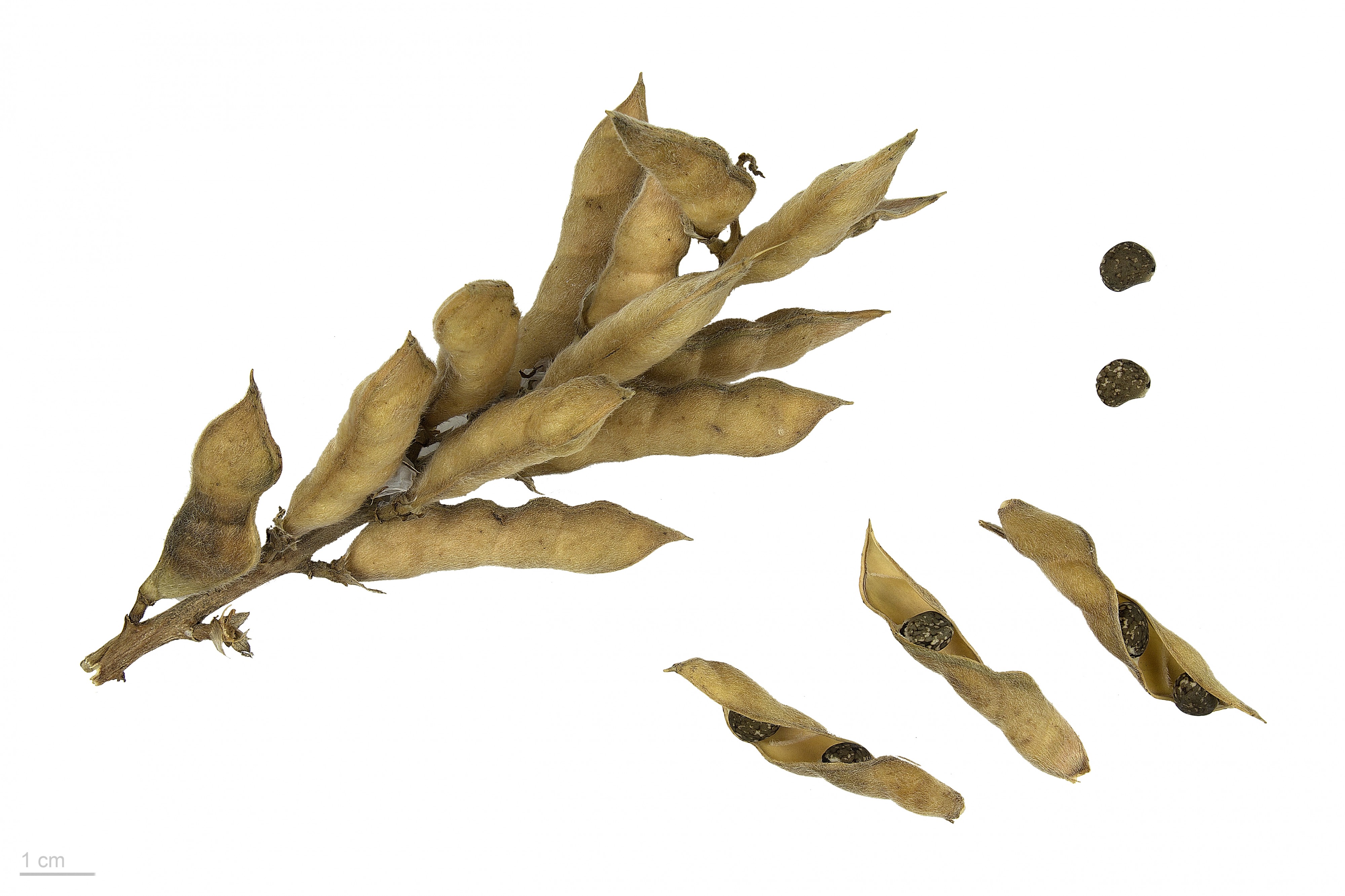 Lupinus angustifolius MHNT.BOT.2016.24.52