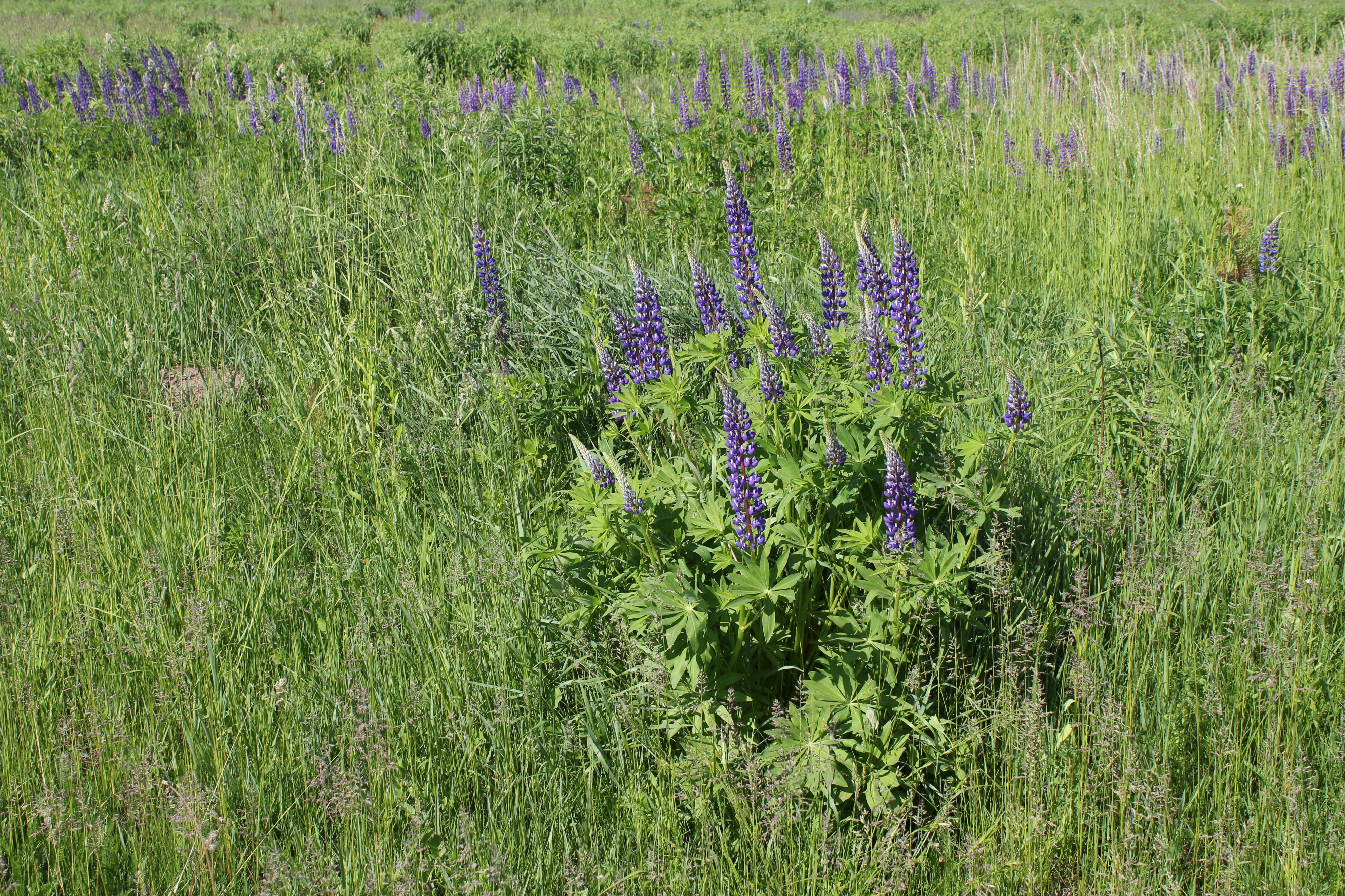 Lupinus polyphyllus UA 2011 G1