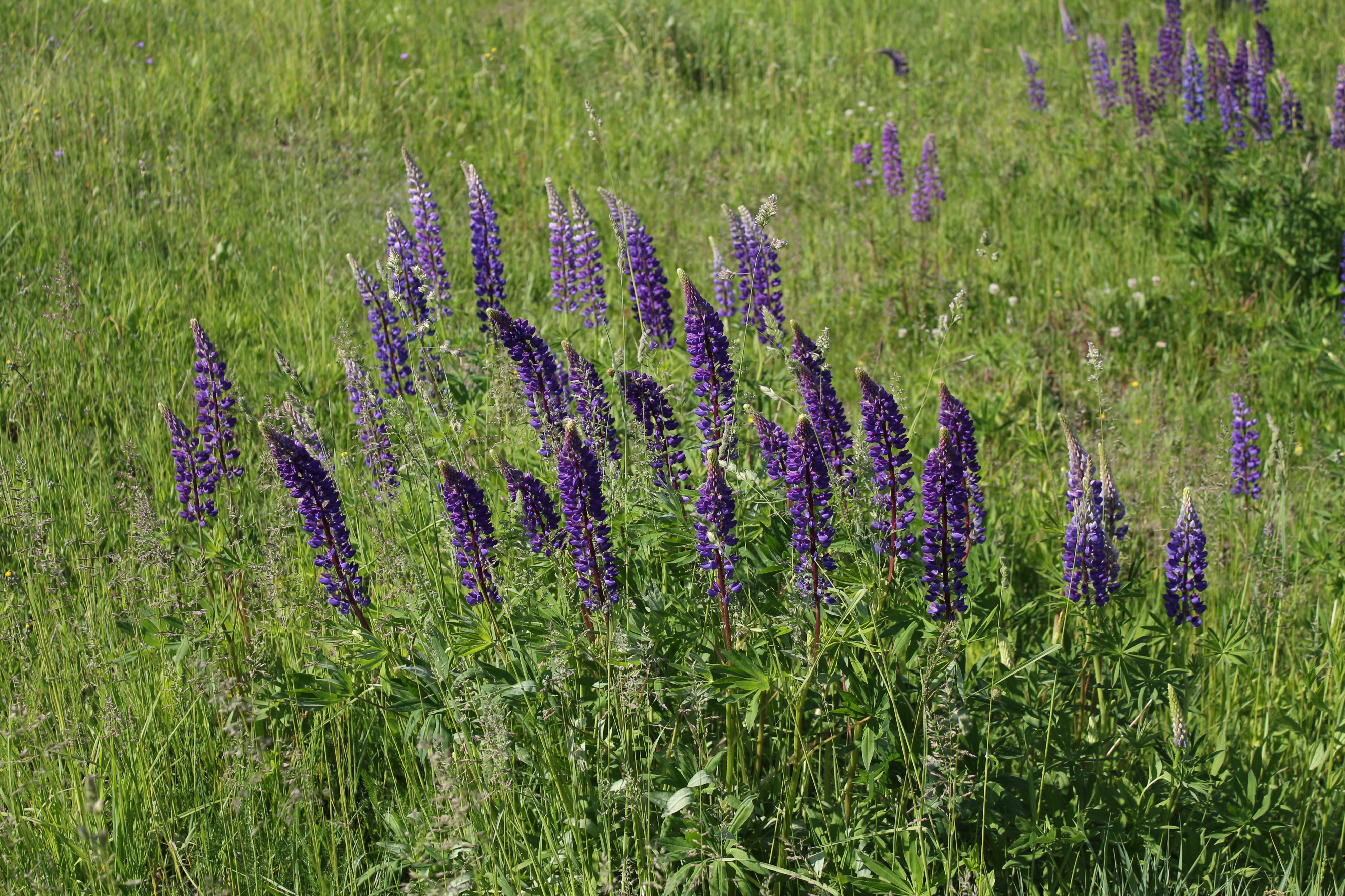 Lupinus polyphyllus UA 2011 G2