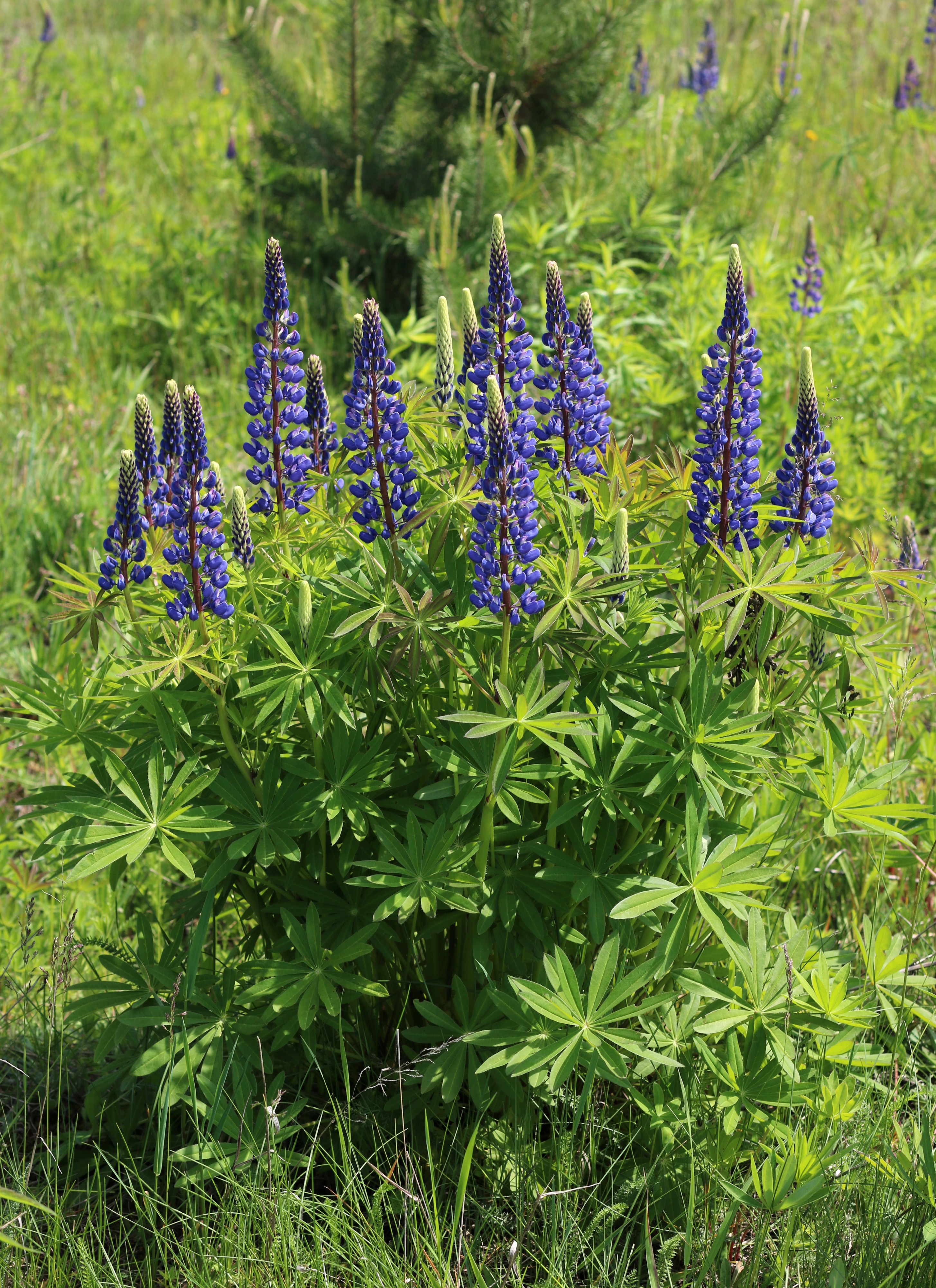 Lupinus polyphyllus UA 2016 G1