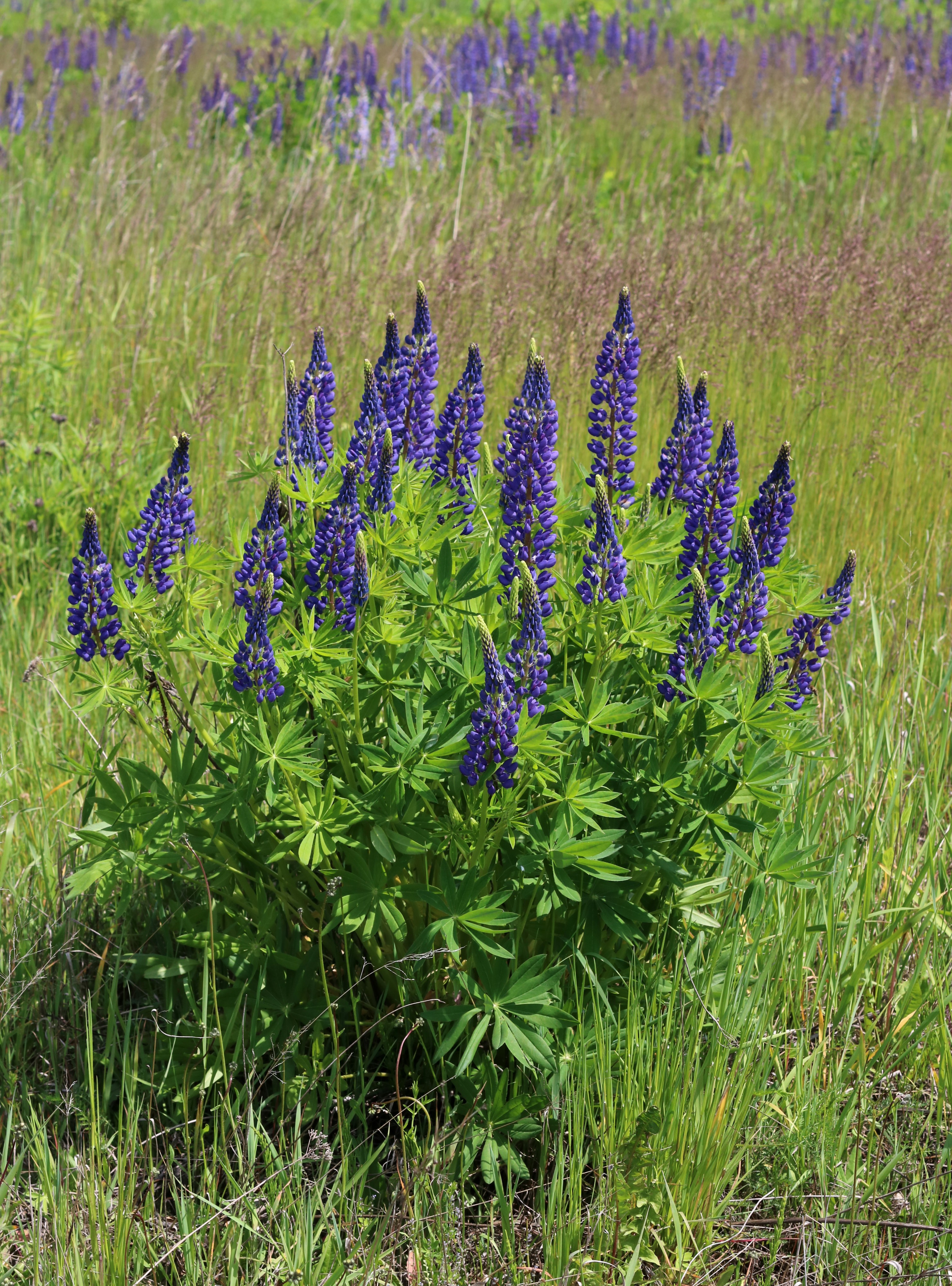 Lupinus polyphyllus UA 2016 G2