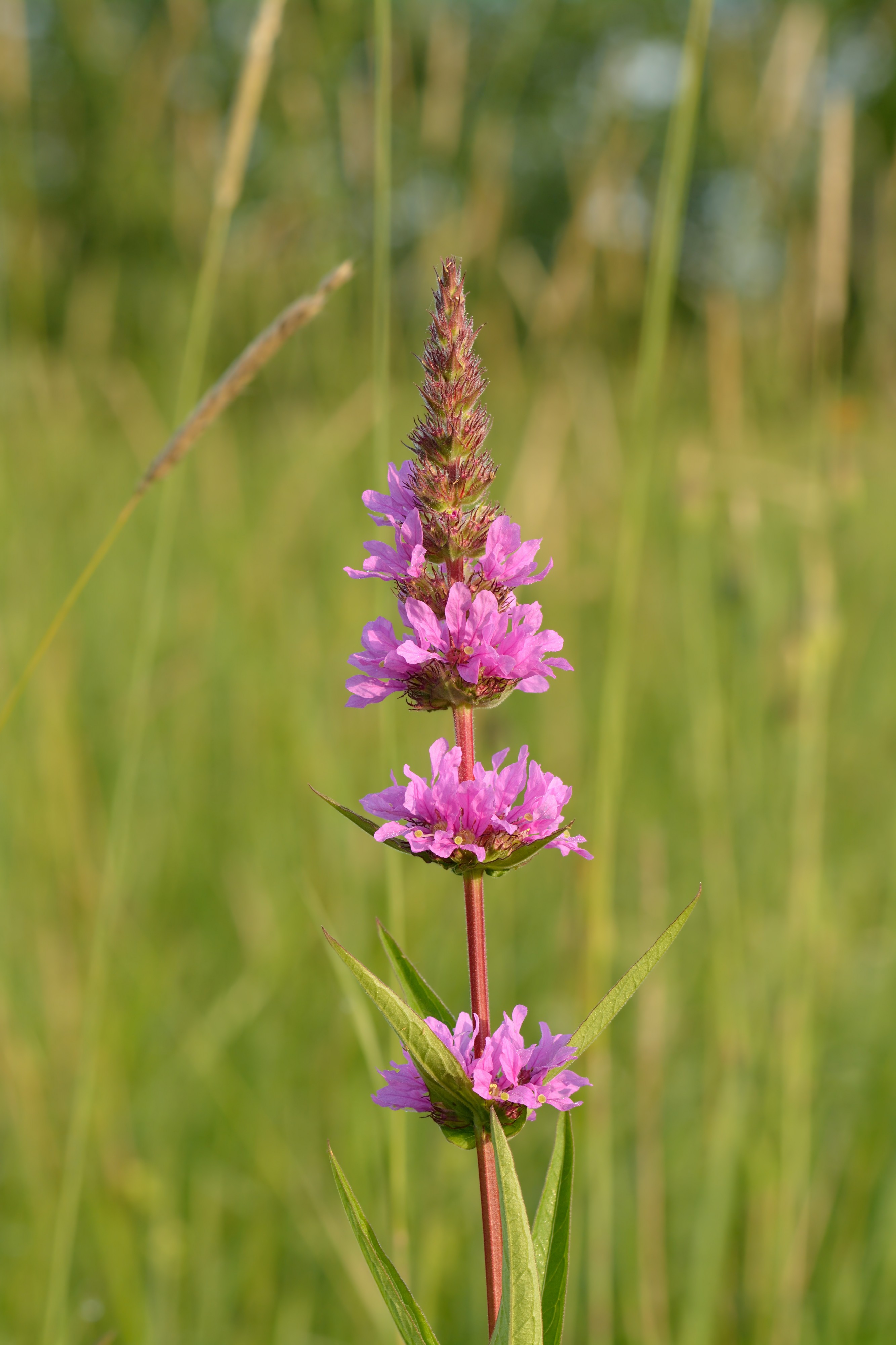 Lythrum salicaria - harilik kukesaba