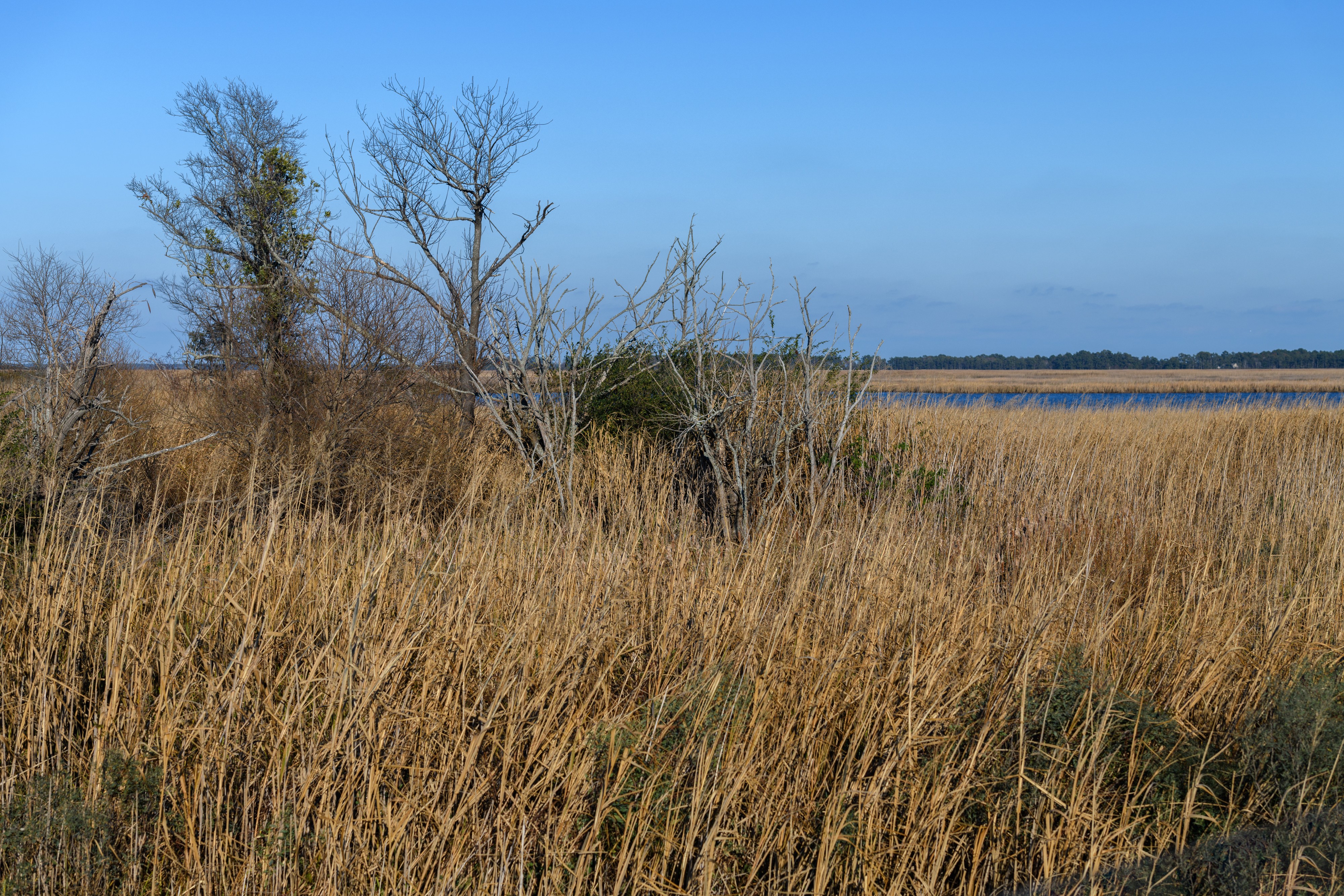 Mackay Island Wildlife Refuge 11 LR