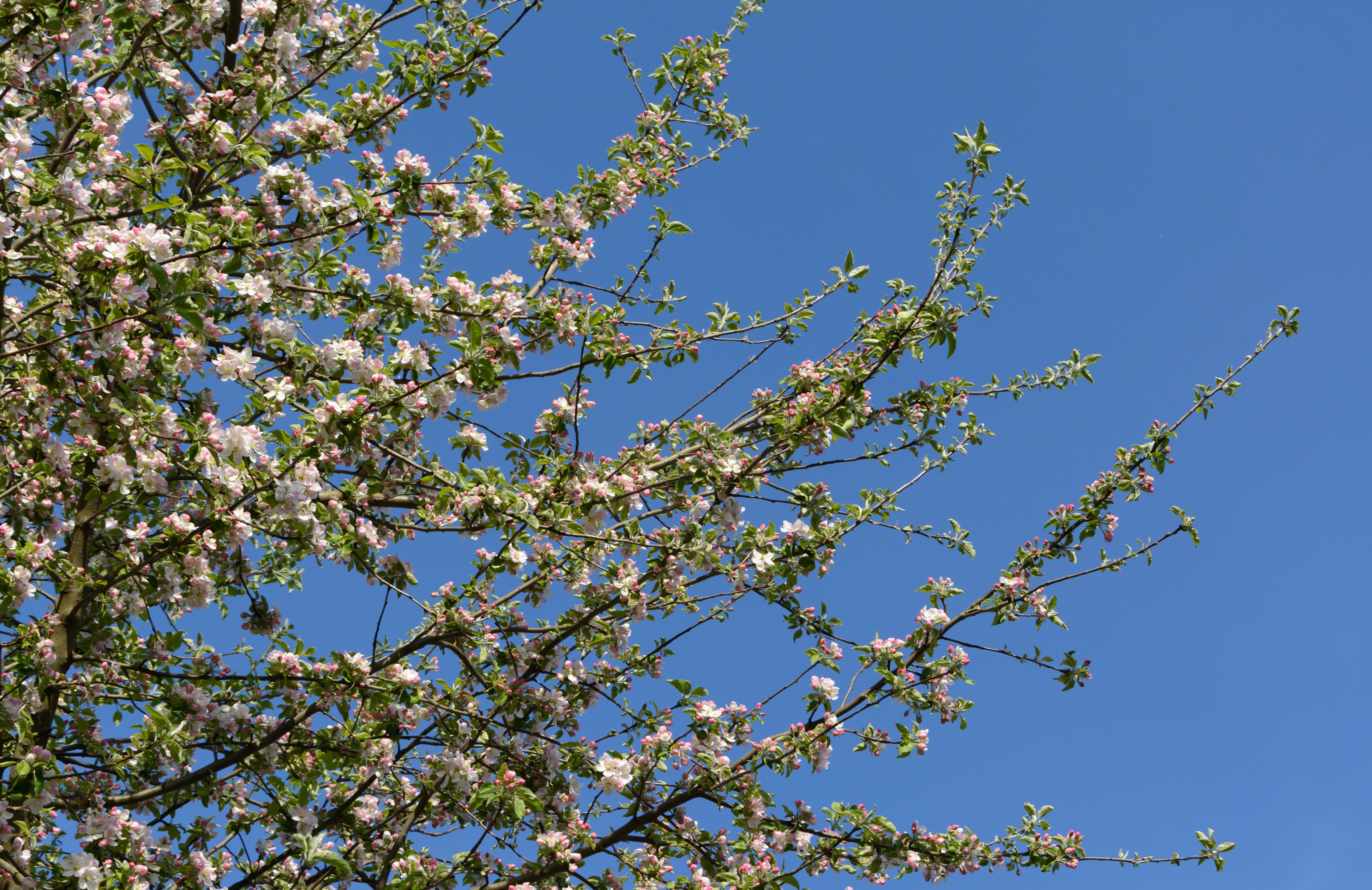 Malus domestica Blüten 20150423