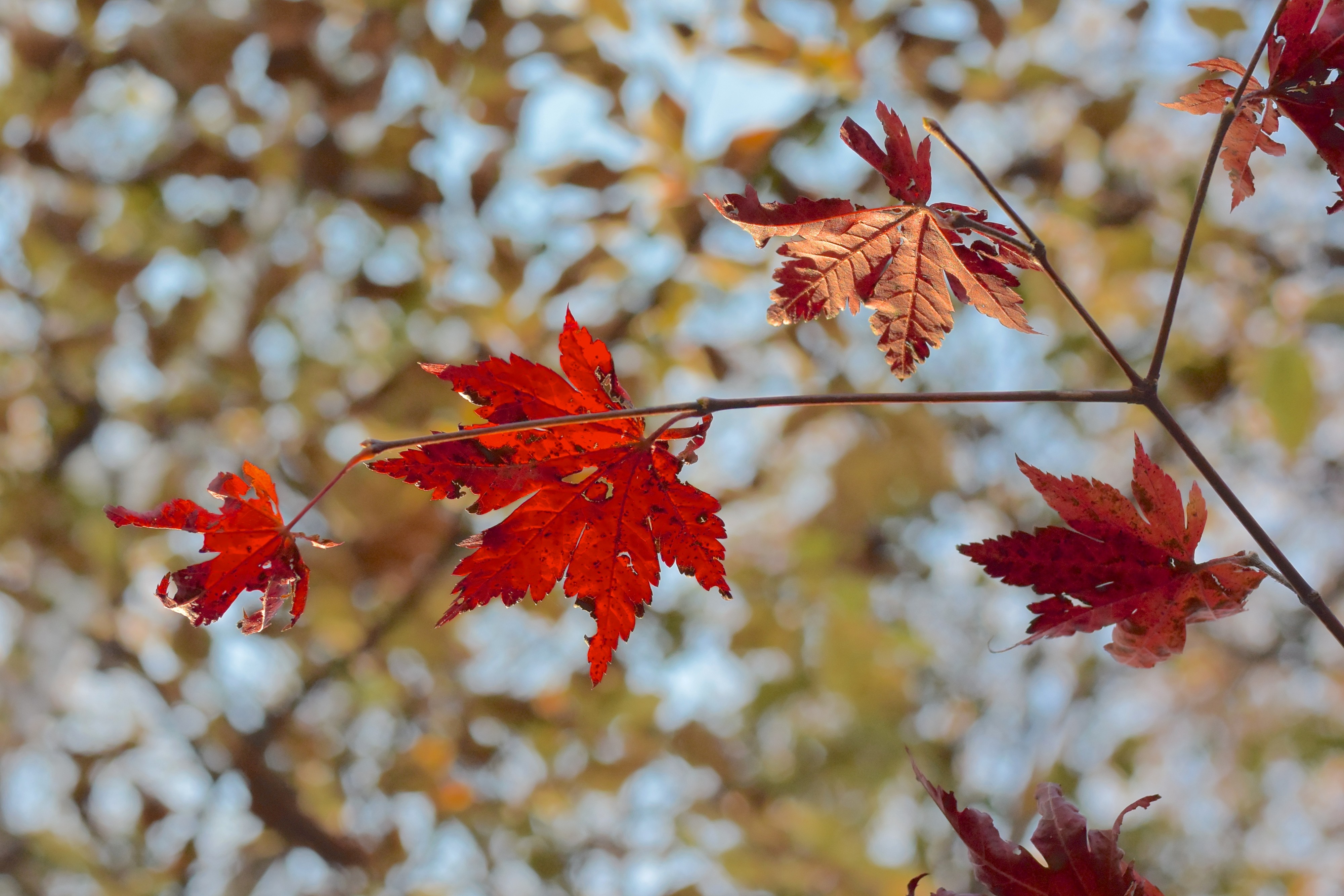 Maple color - Flickr - odako1