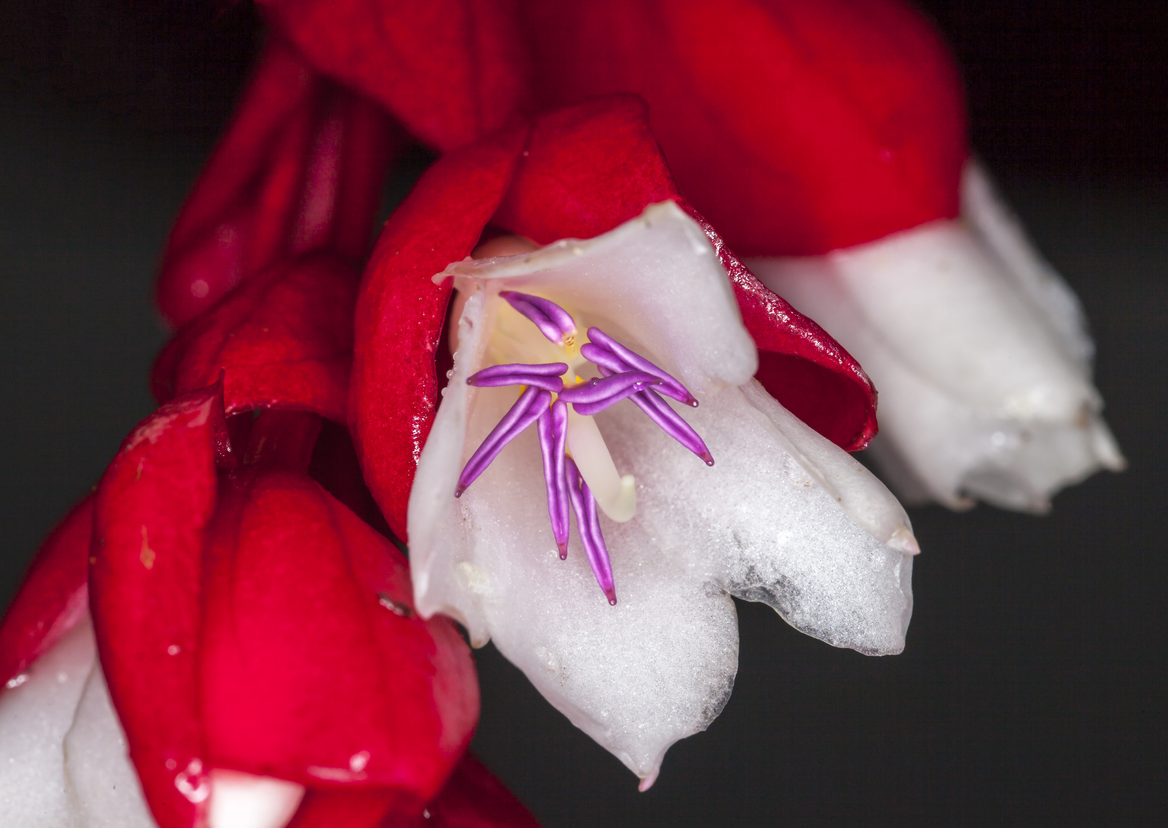 Medinilla waterhousei (Tagimoucia flower) (31175387024)