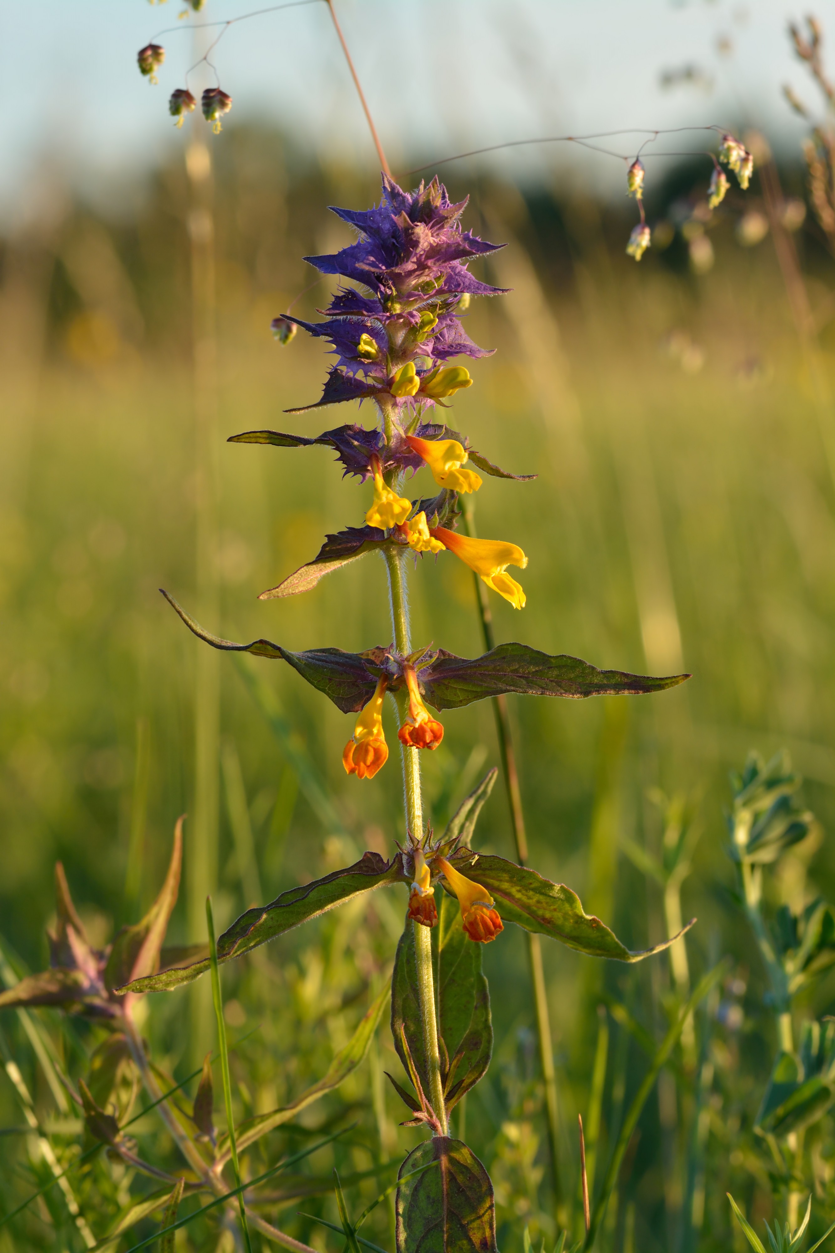 Melampyrum nemorosum - harilik härghein