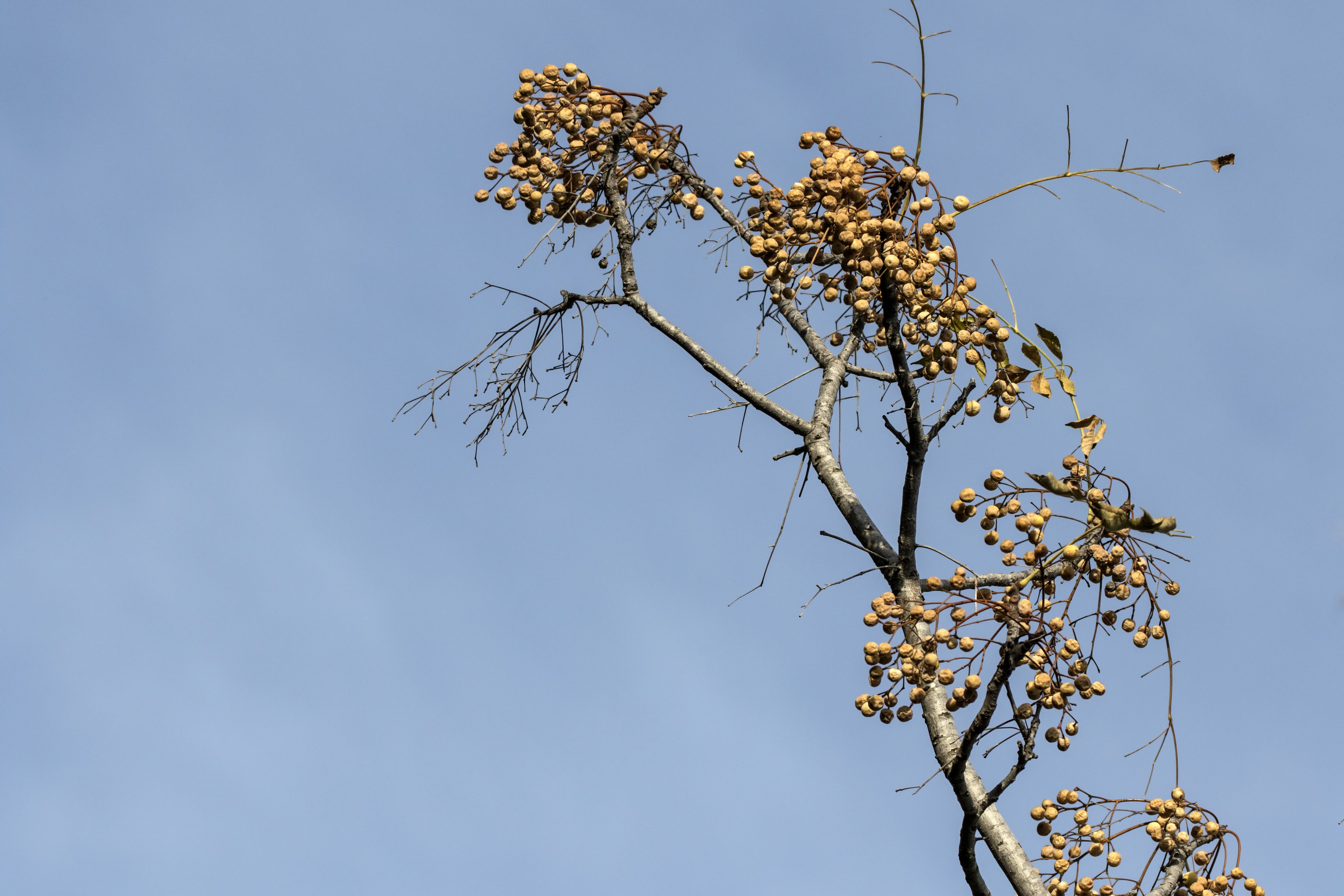 Melia azedarach - Bead-tree, Adana 2016-11-12 01-1