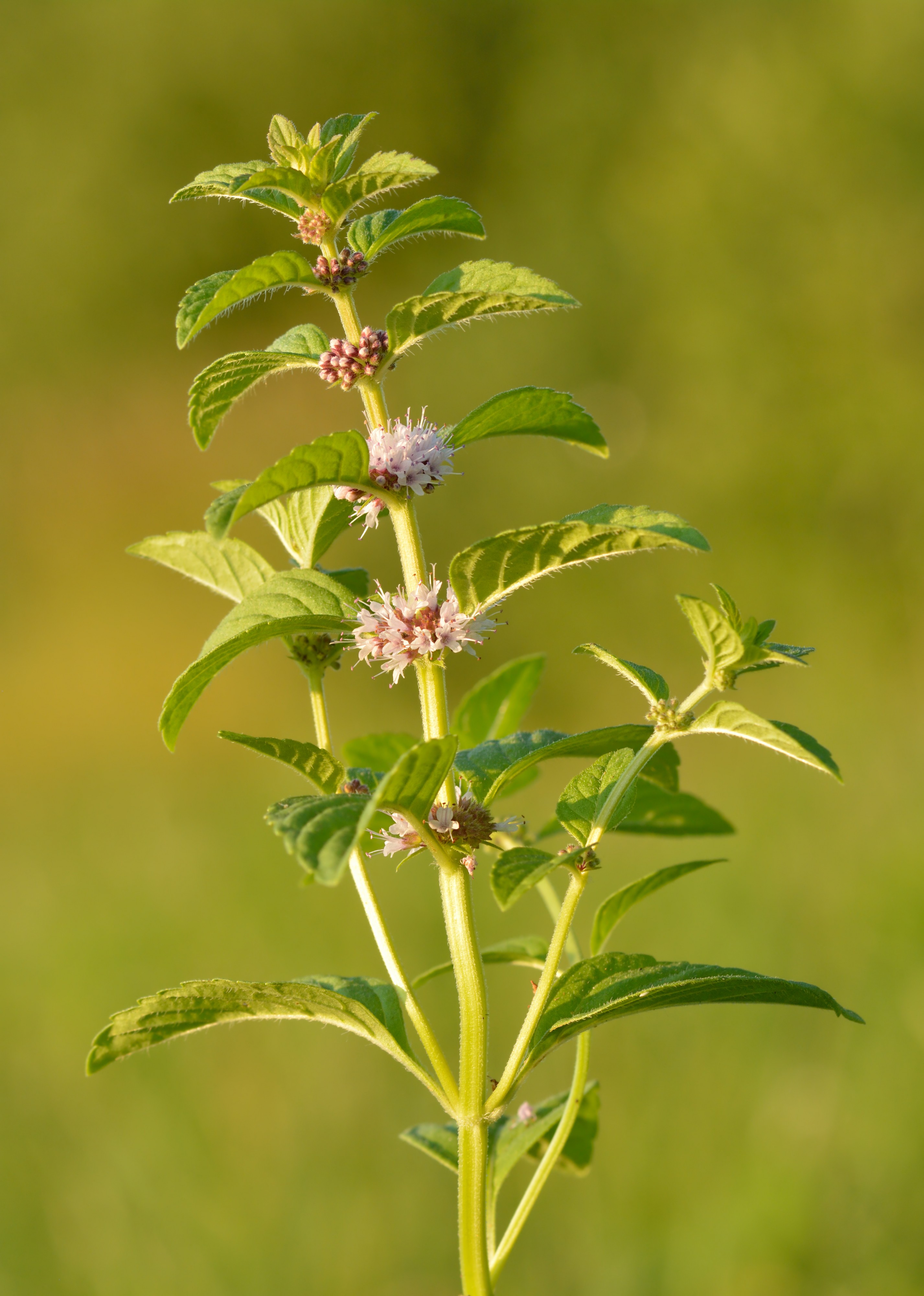 Mentha arvensis - põldmünt Keila