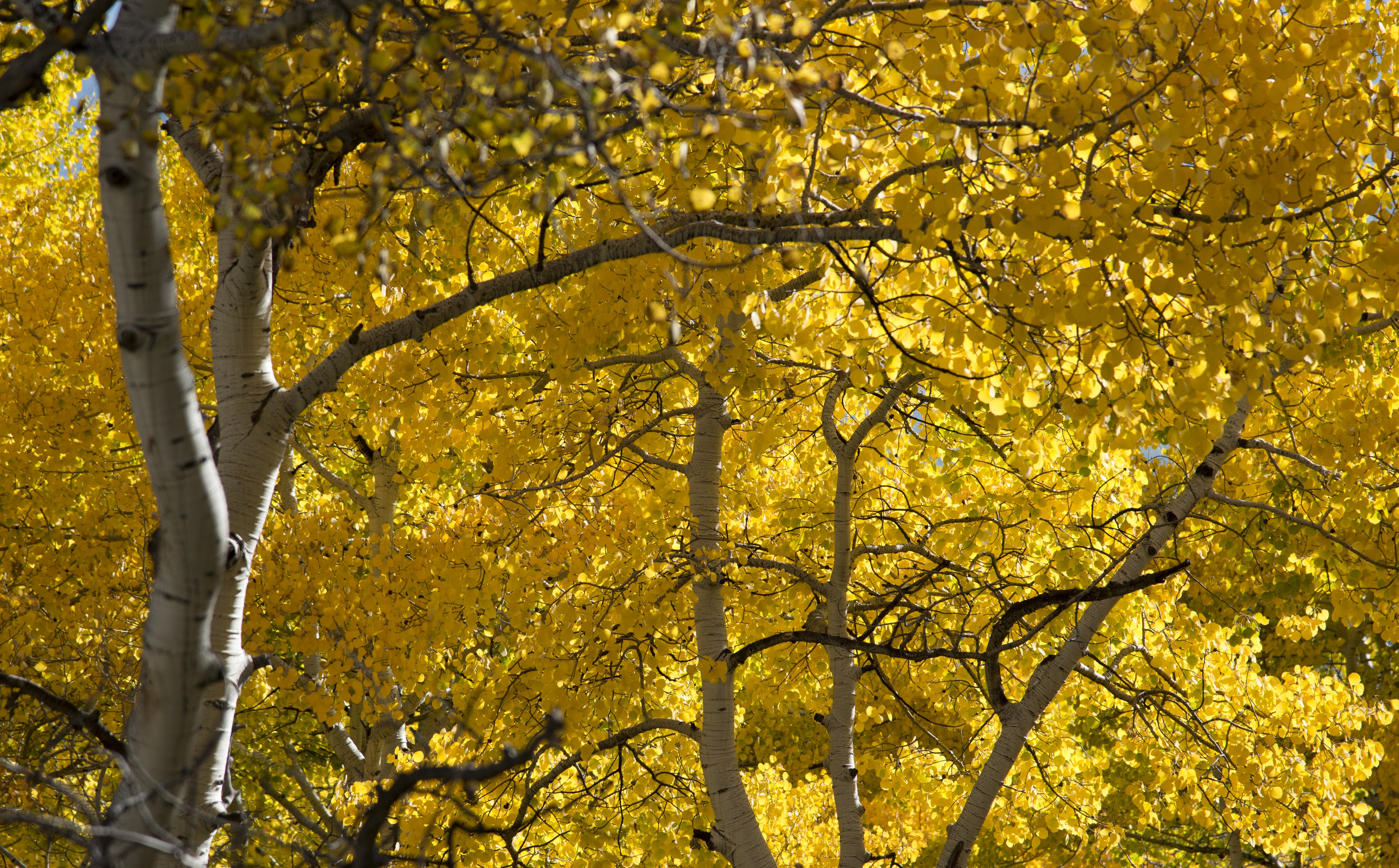 More Leaves (8056485277)