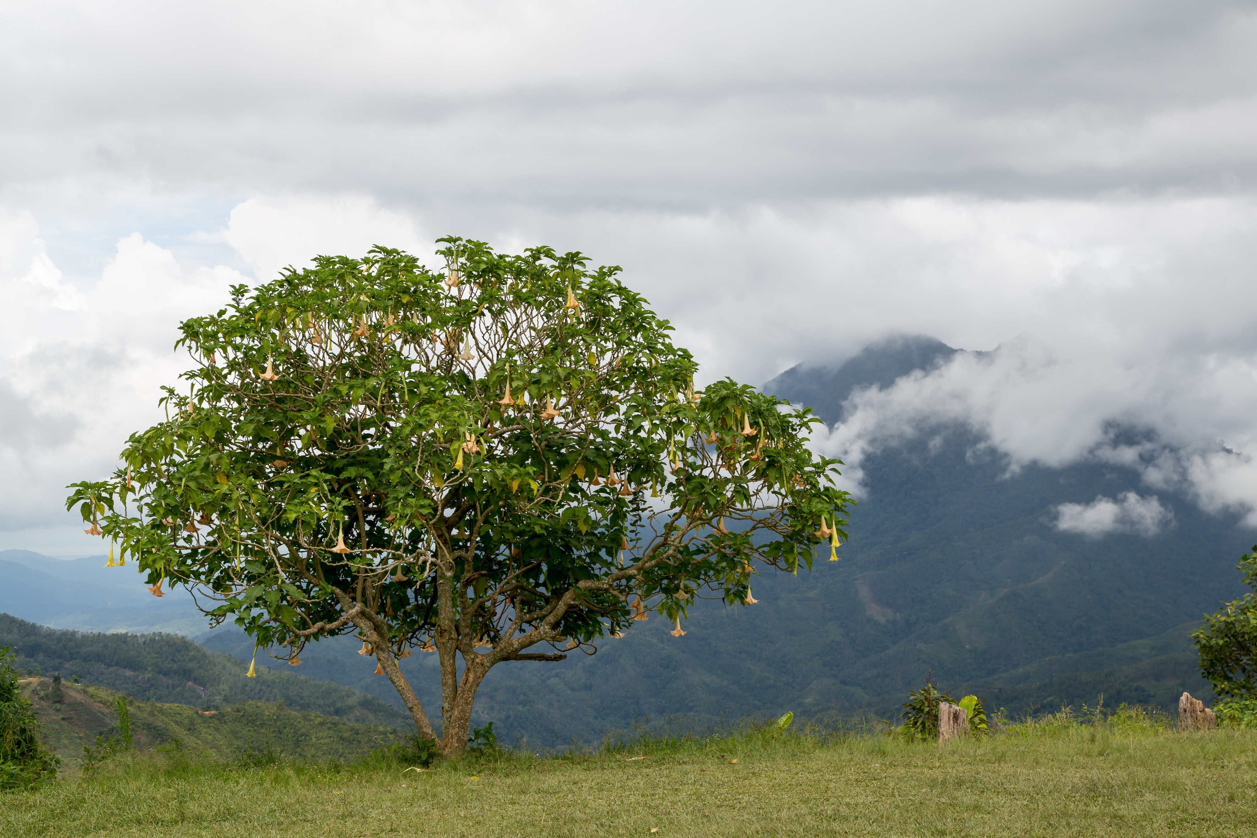 Nabalu Sabah Viewpoint-01