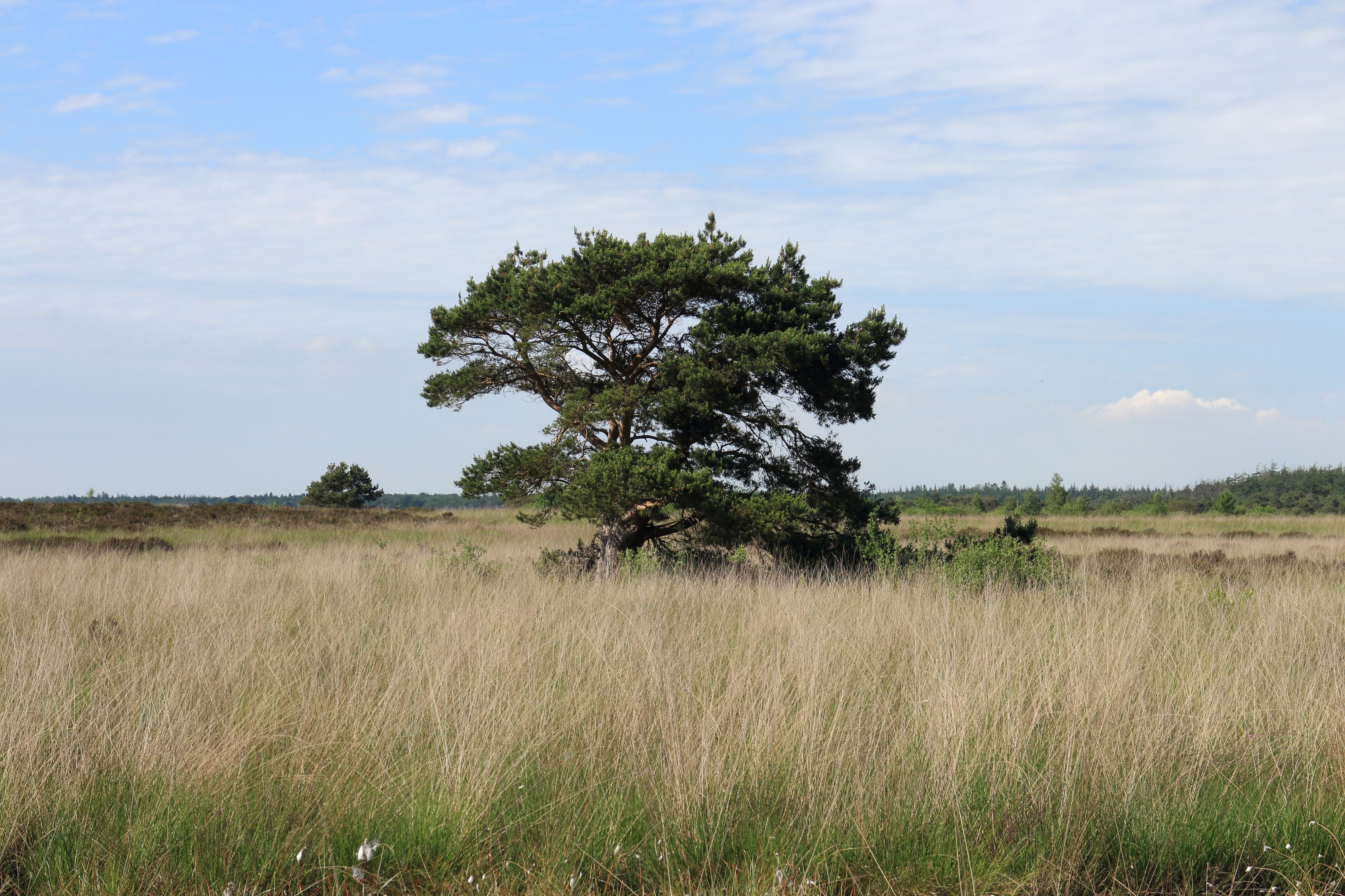 Nationaal Park Drents-Friese Wold. Locatie Fochteloërveen 07