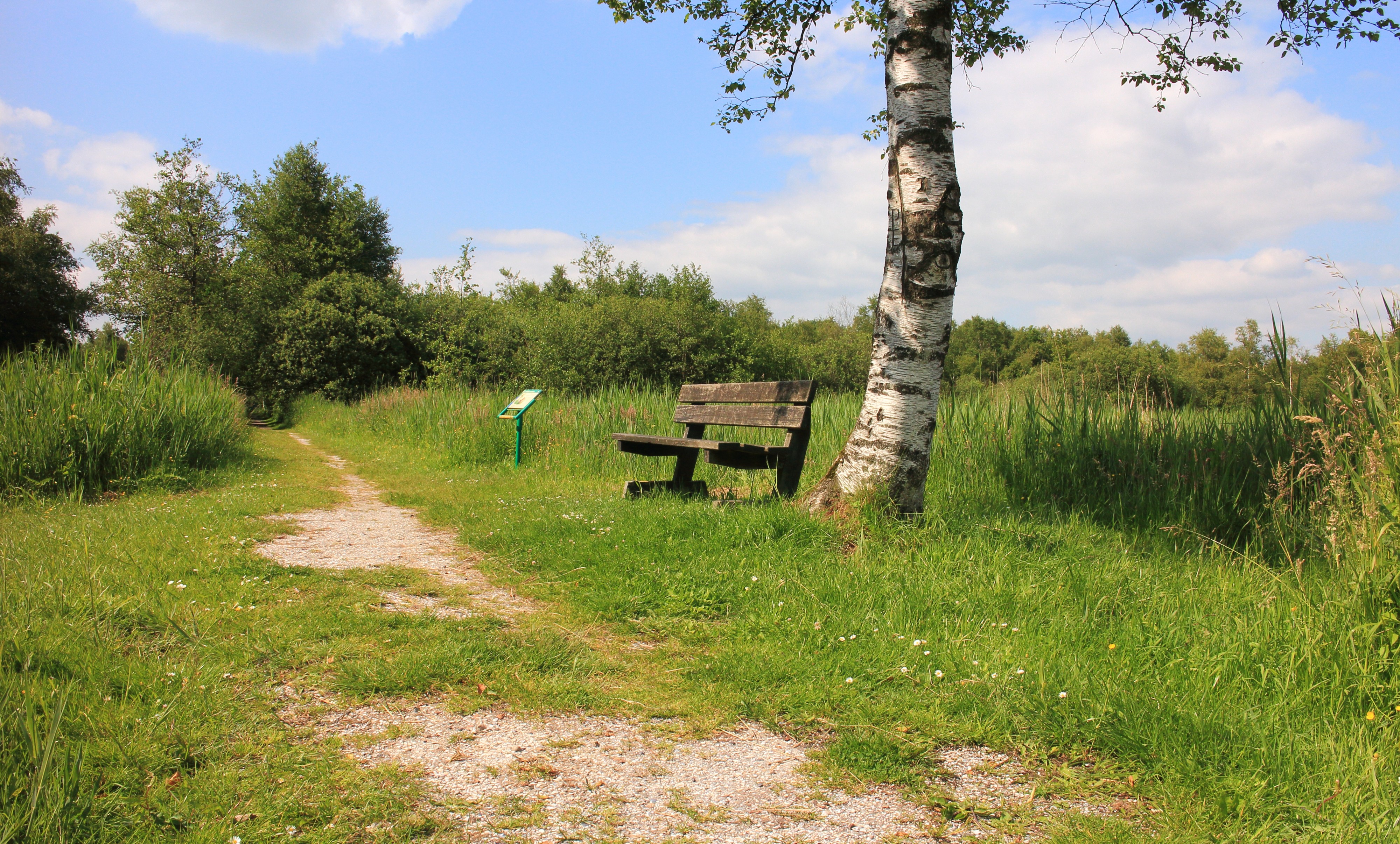 Nationaal Park Weerribben-Wieden. Bank onder een berk 05