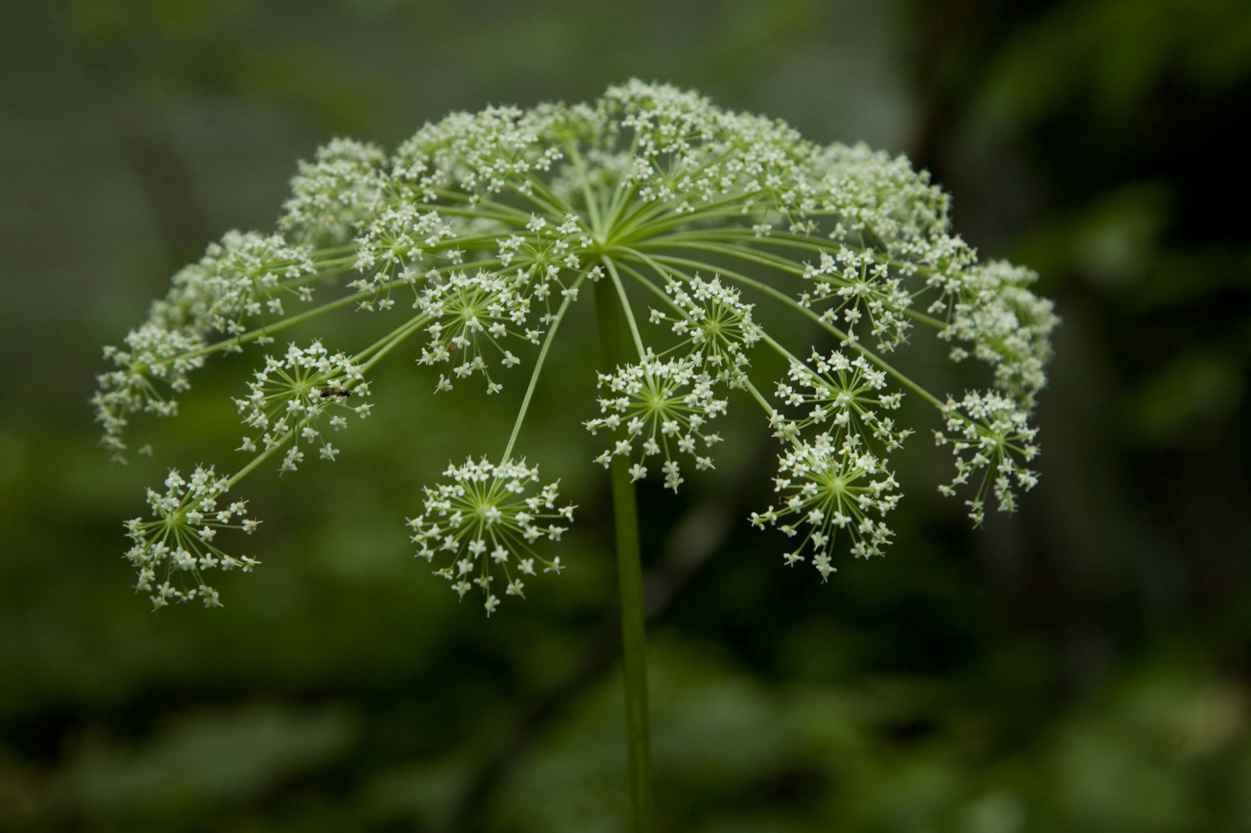 Nature's Fireworks! (3794561685)