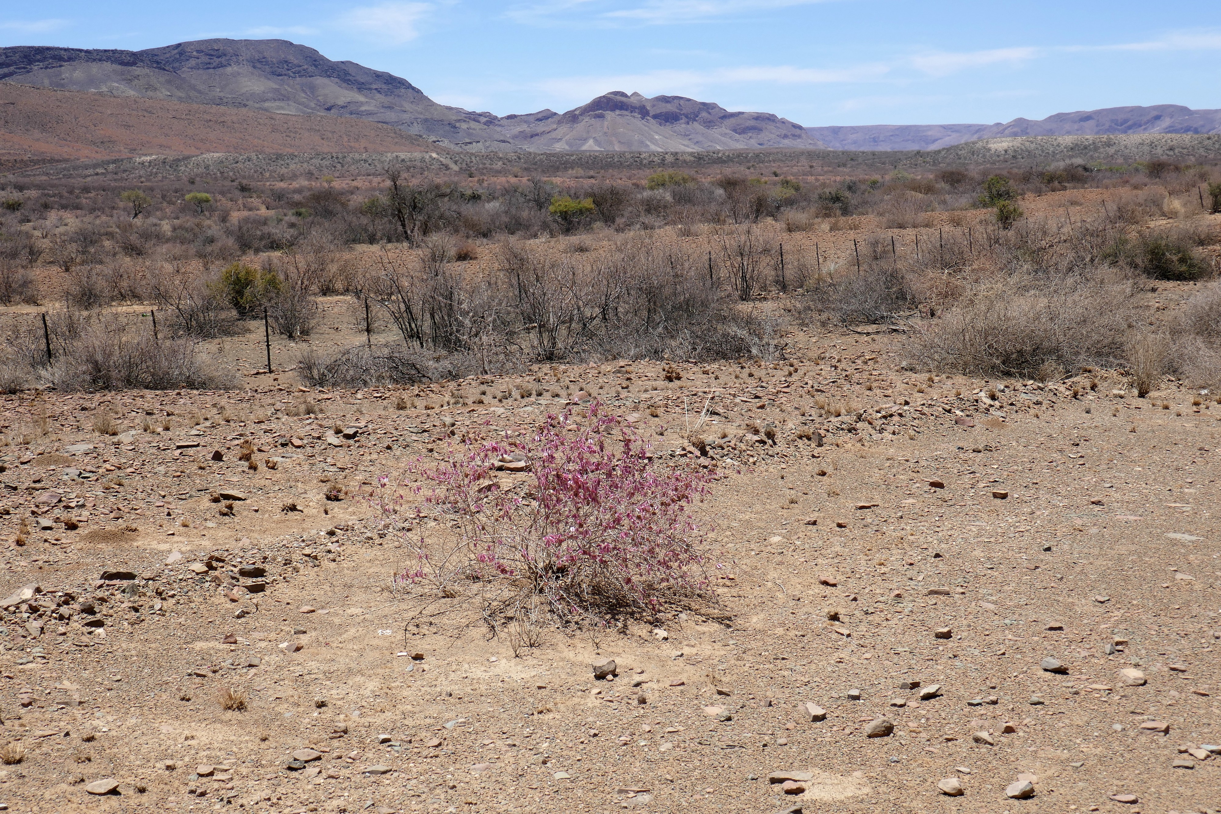Naukluft Mountains-Phaeoptilum spinosum (2)