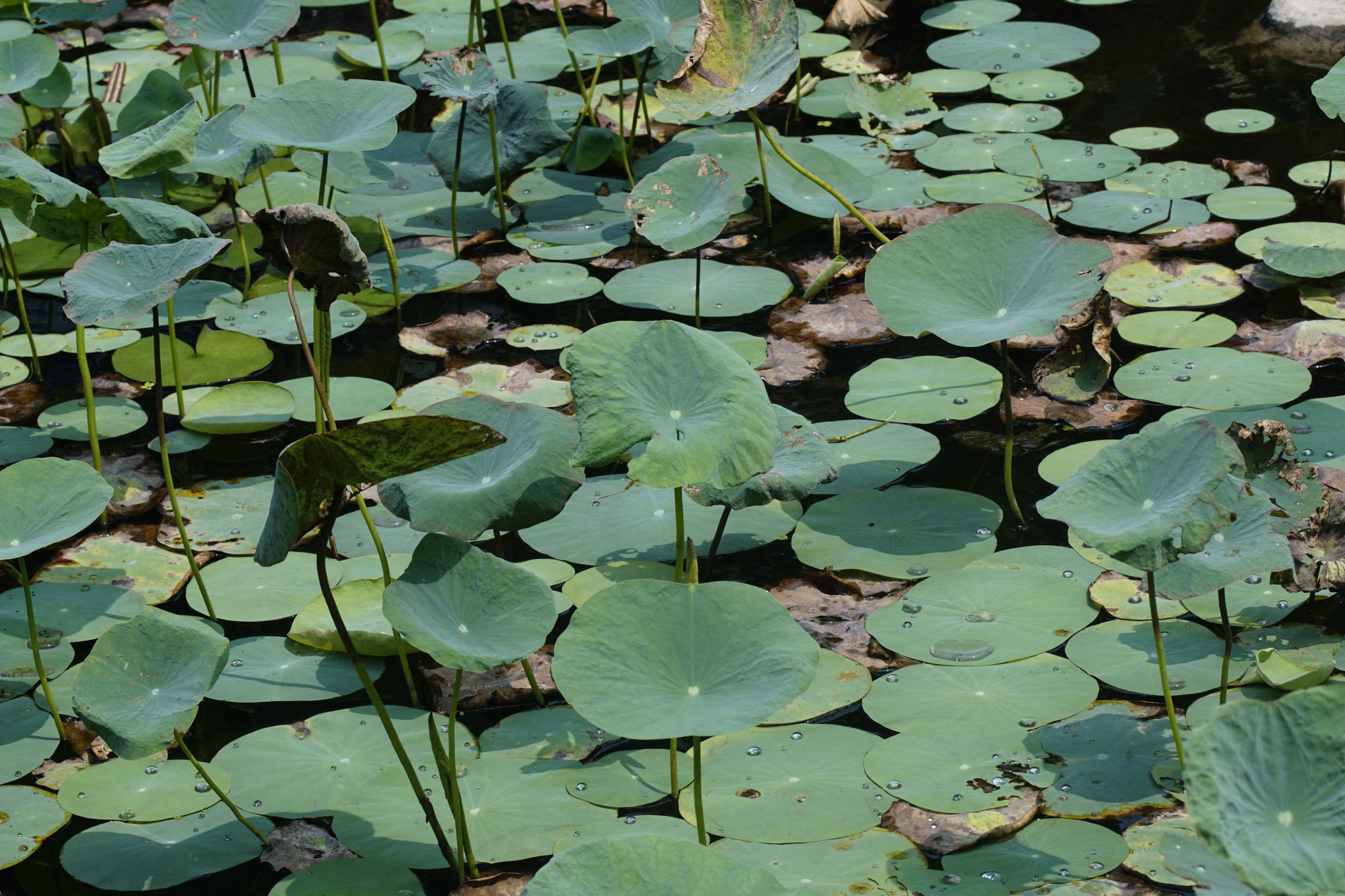 Nelumbo nucifera 8231