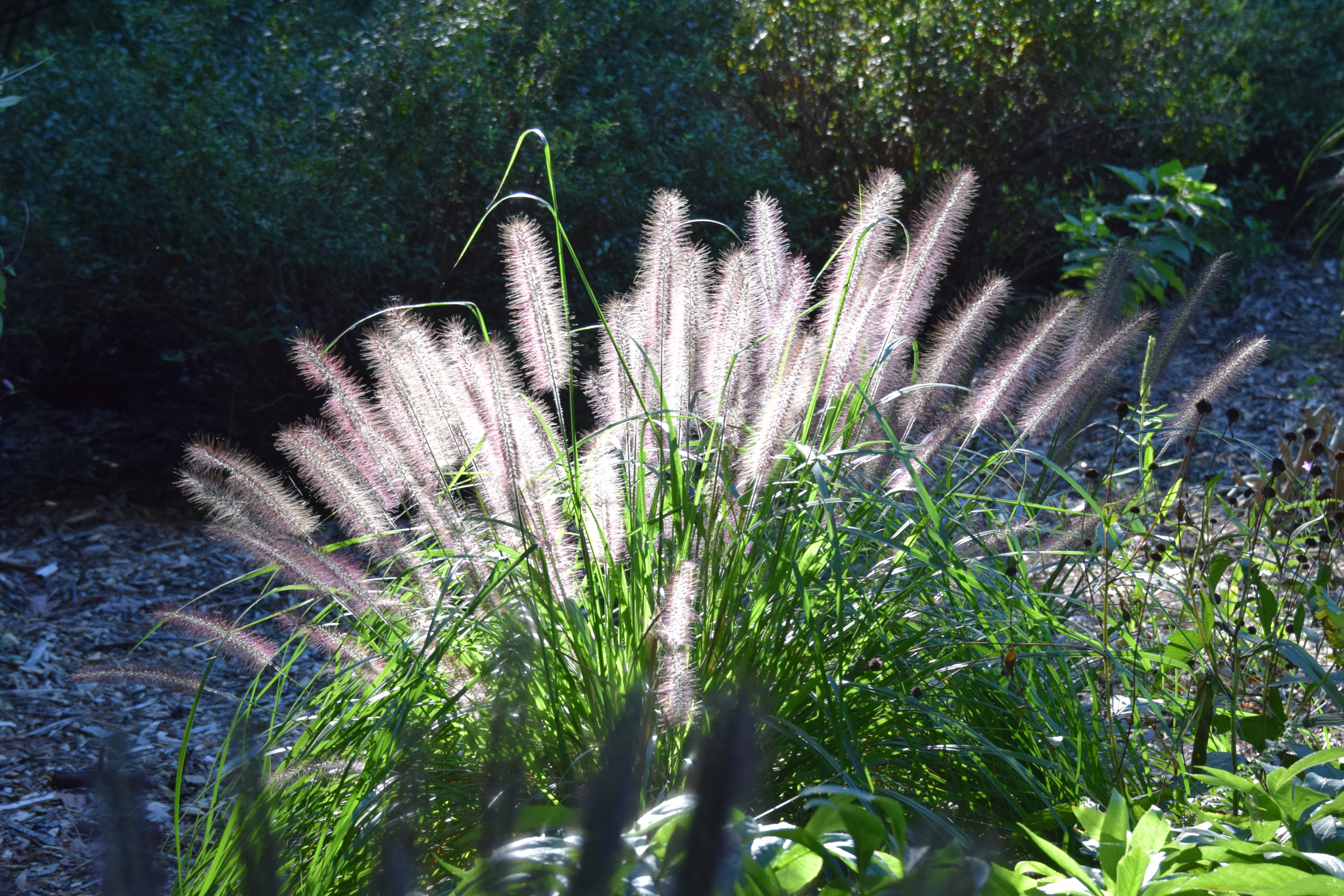 Nice Lighting (15430522226)