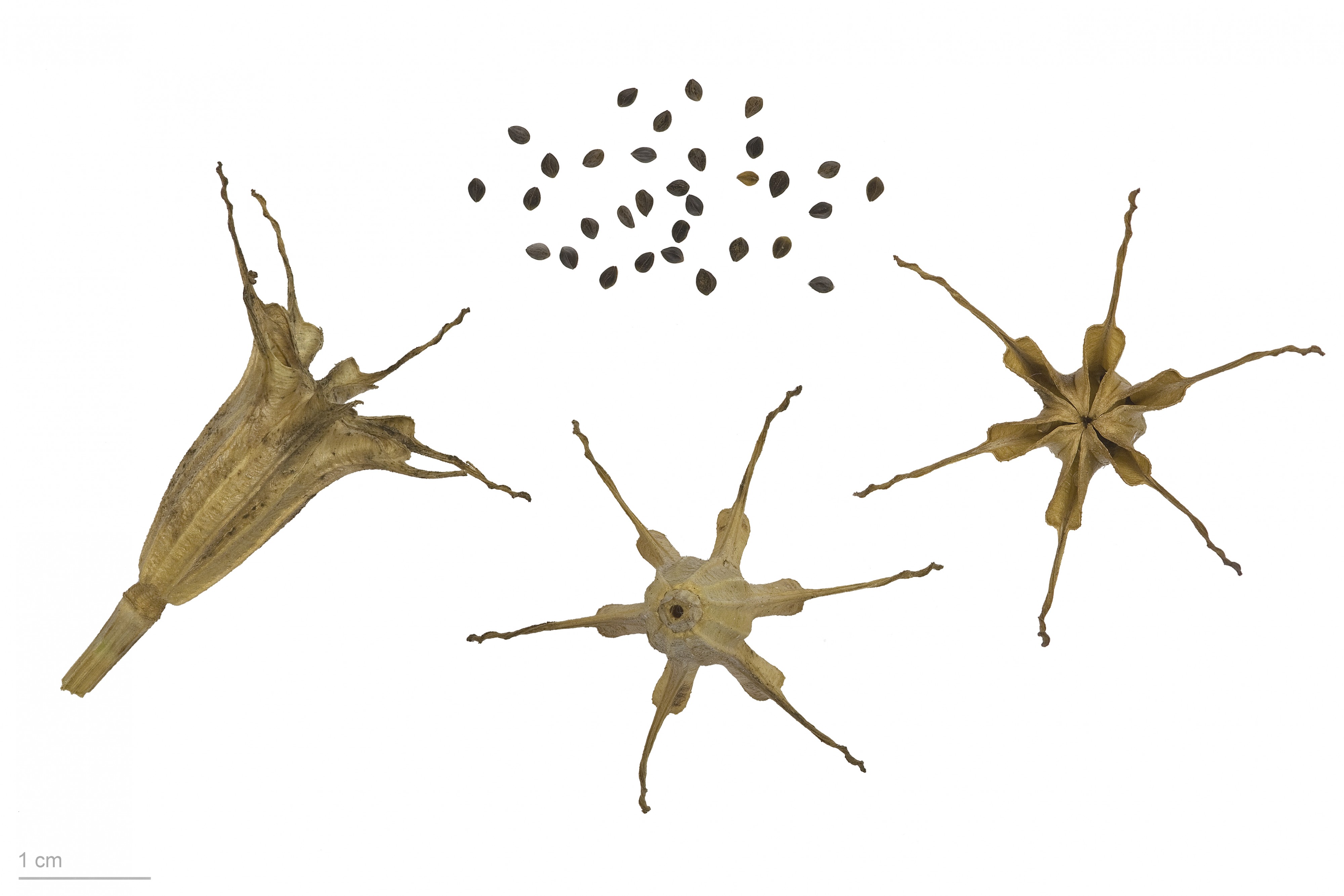 Nigella gallica MHNT.BOT.2009.17.11