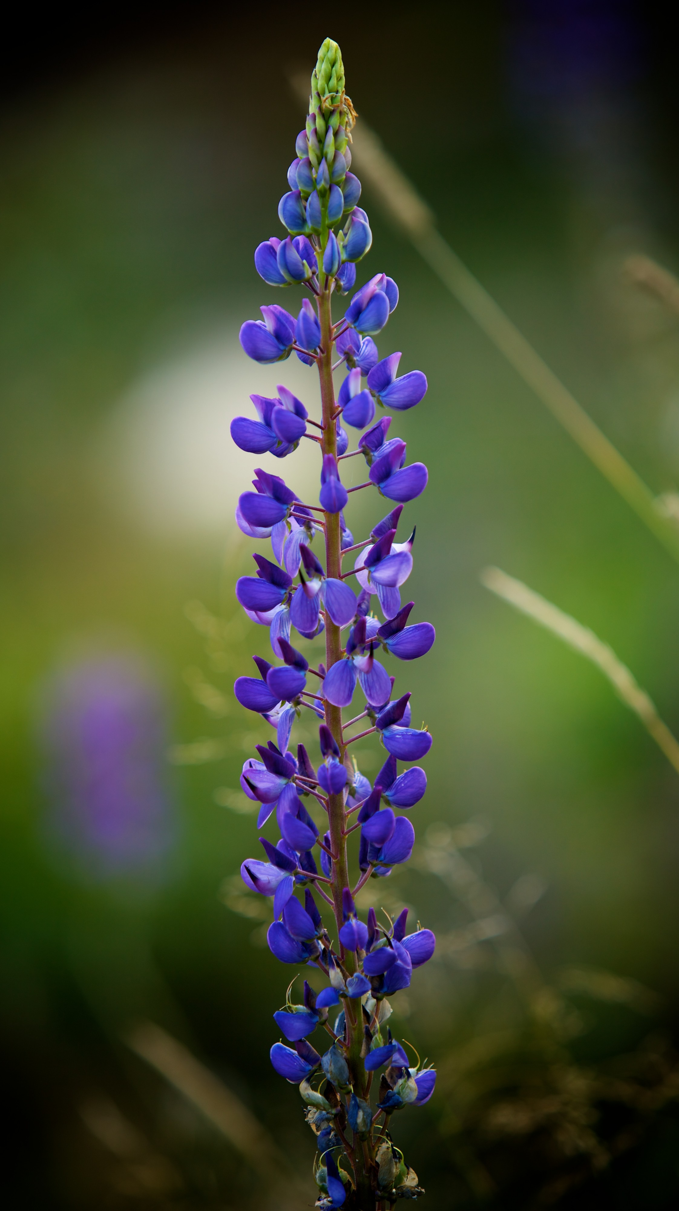 Norwegian lupine