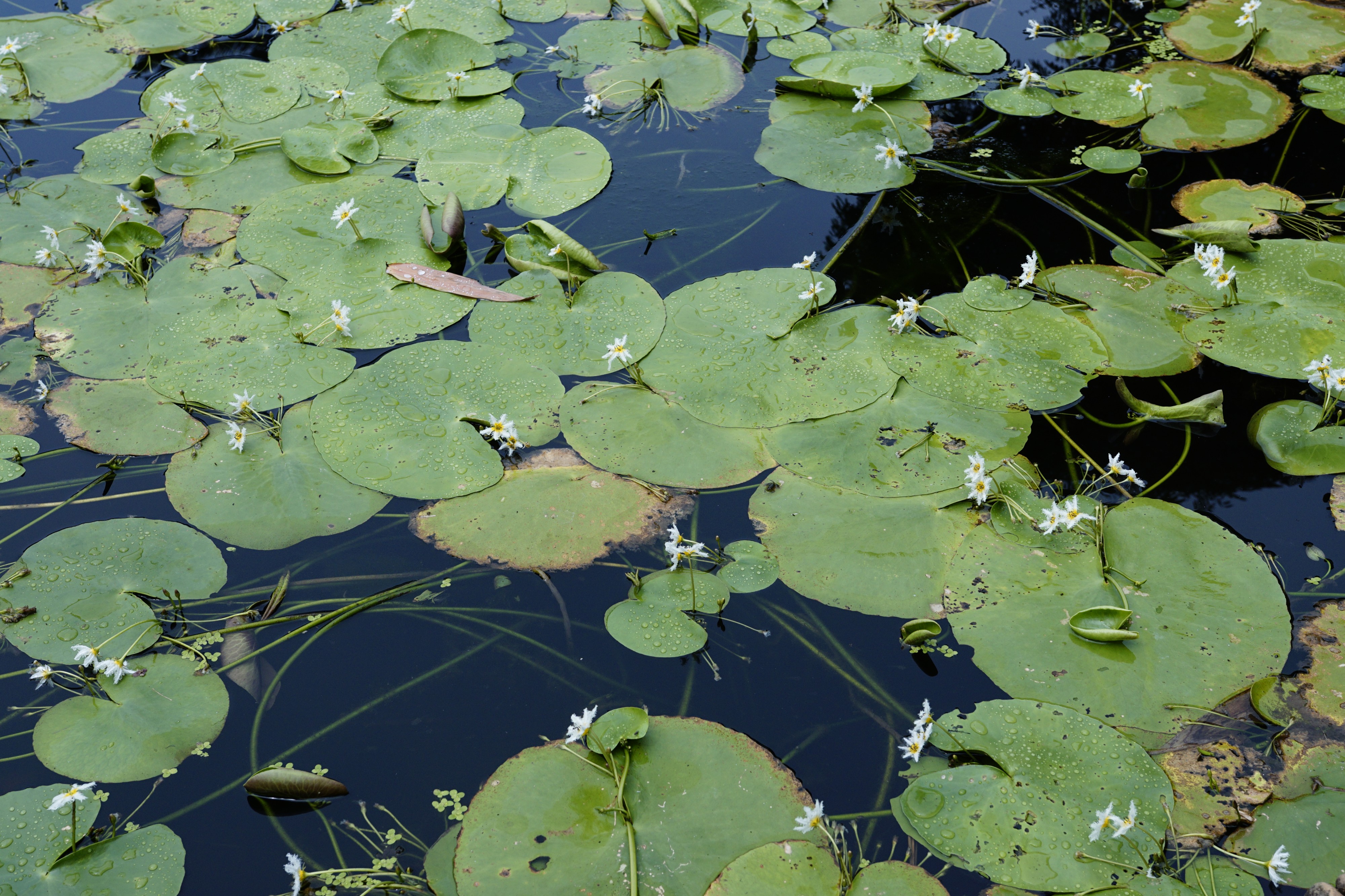 Nymphoides indica 9313