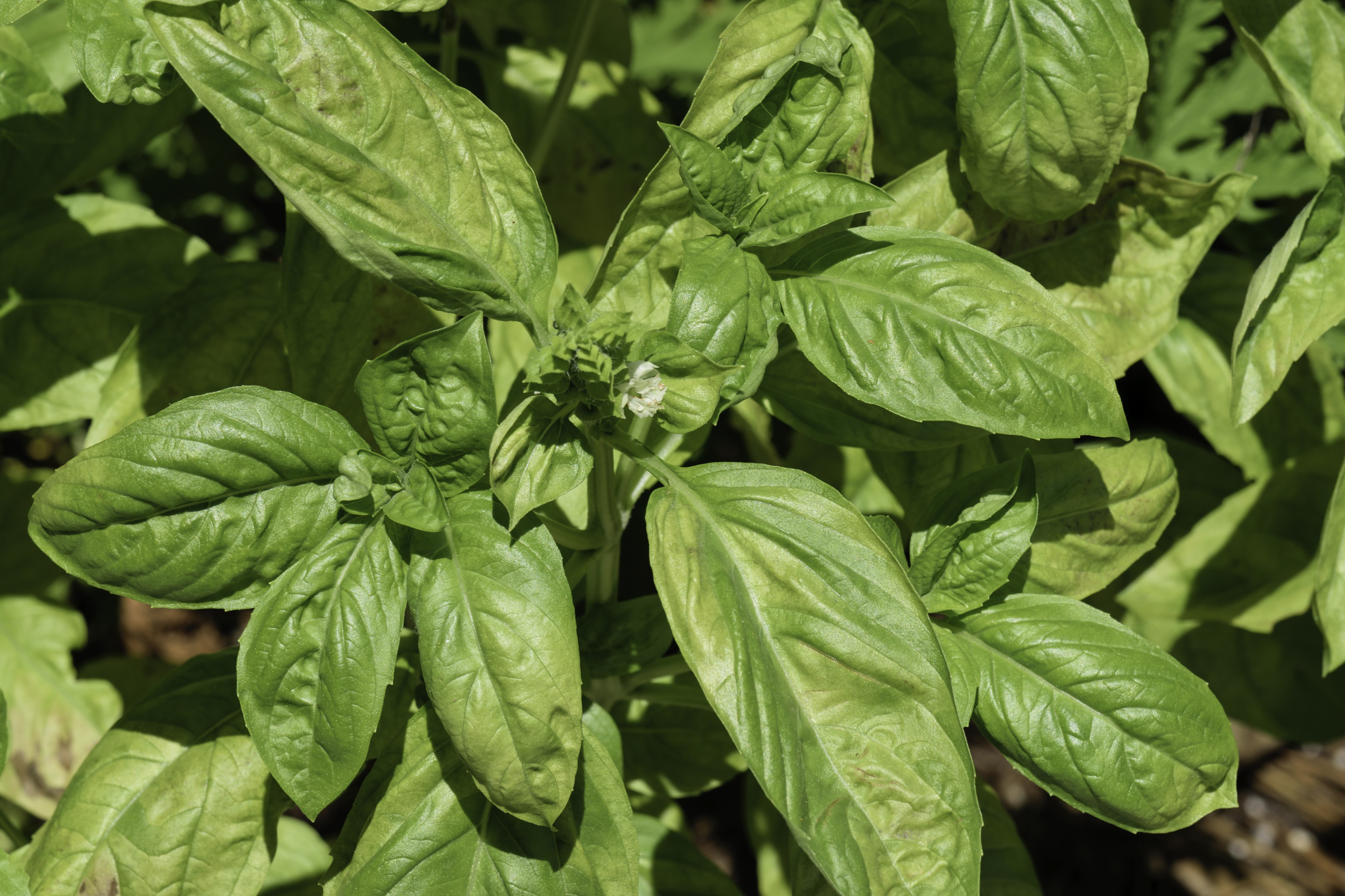 Ocimum basilicum CG NBG LR