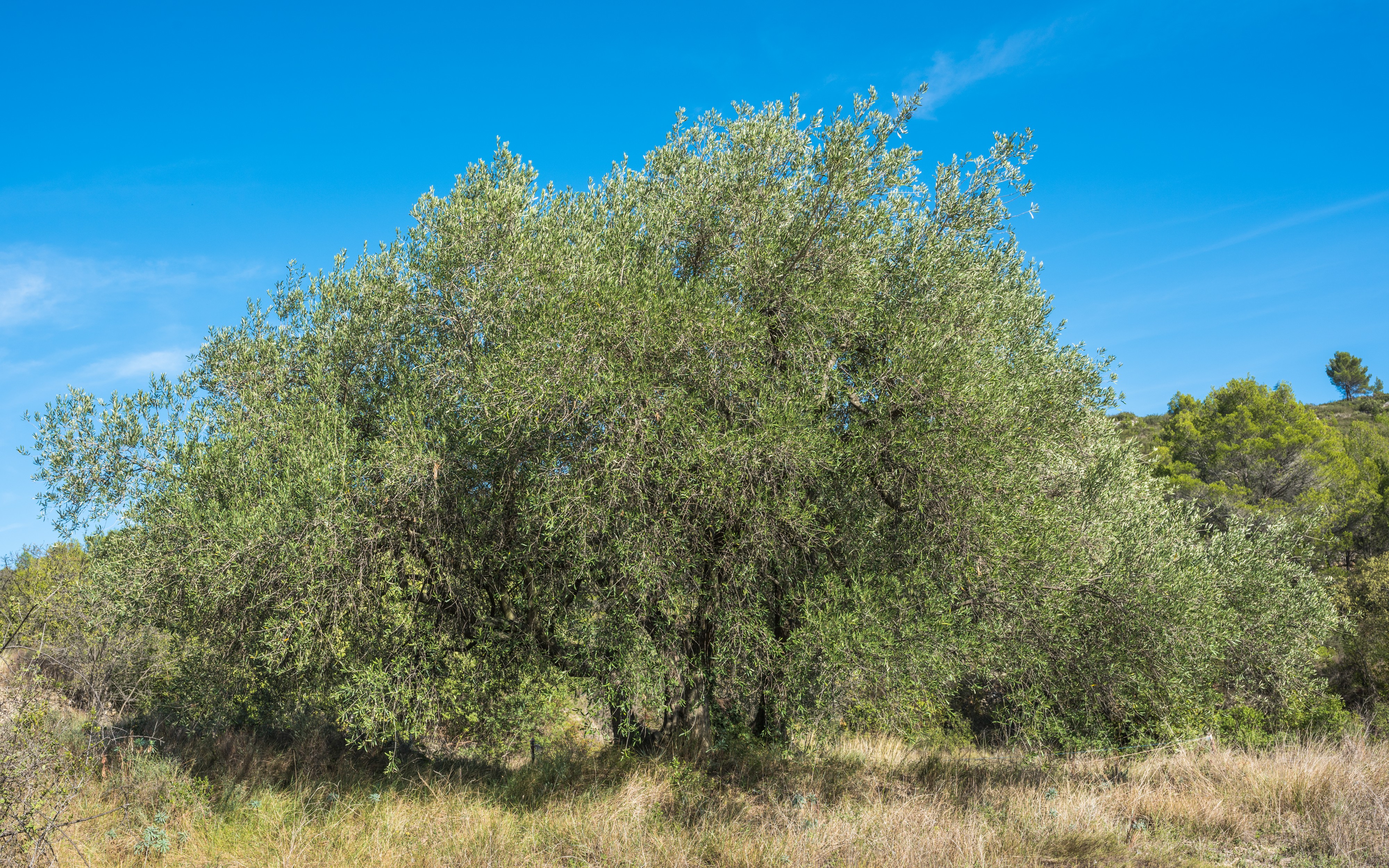 Olea europaea, Murviel-lès-Béziers