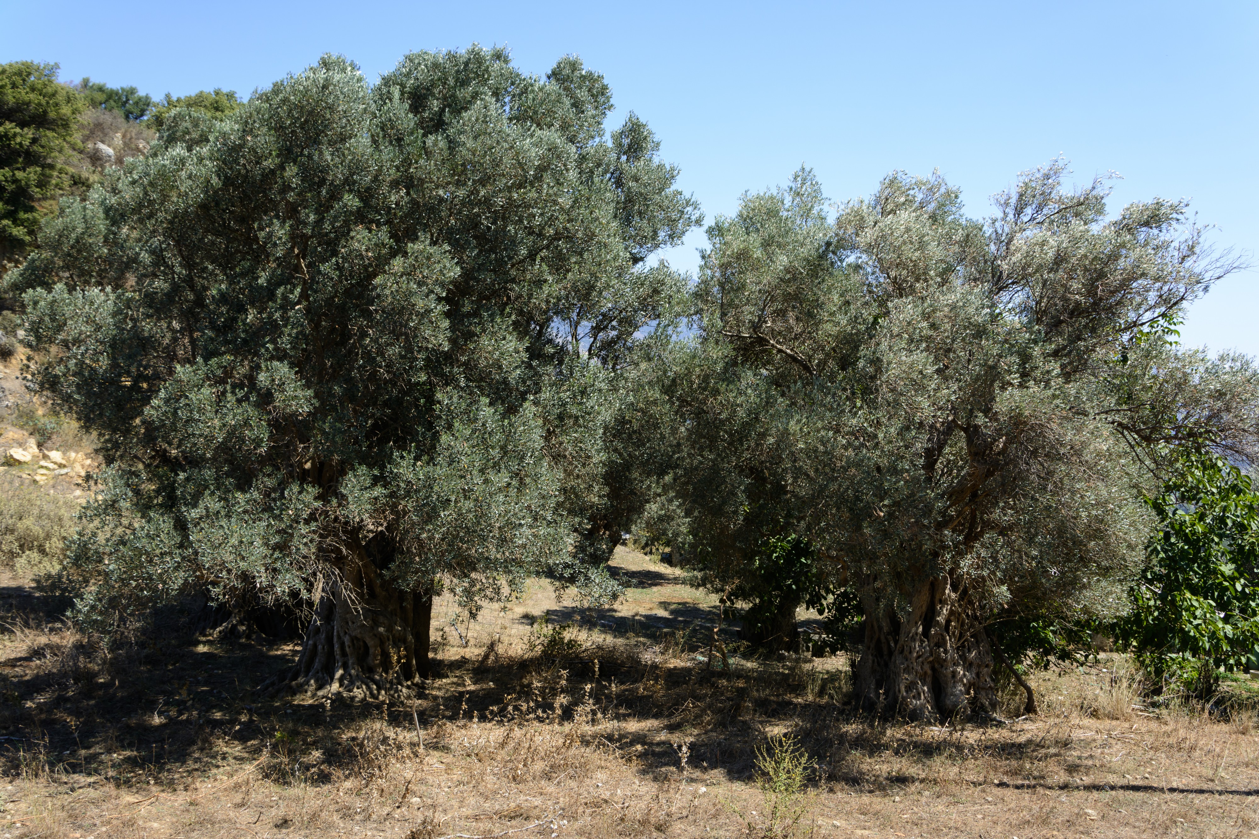 Olea europaea Thronos 01