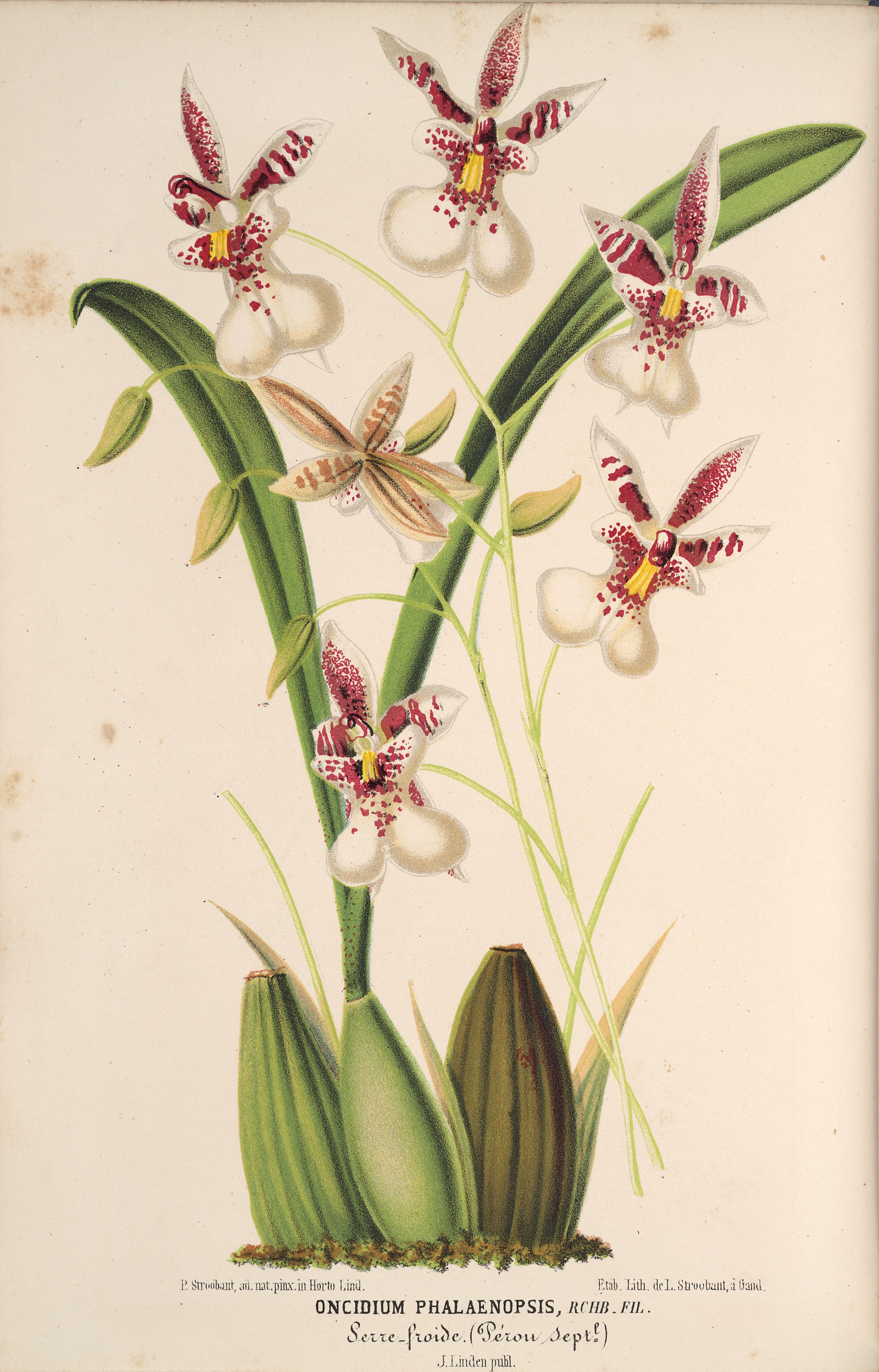 Oncidium phalaenopsis-Illustration horticole vol. 17 pl. 3 (1870)